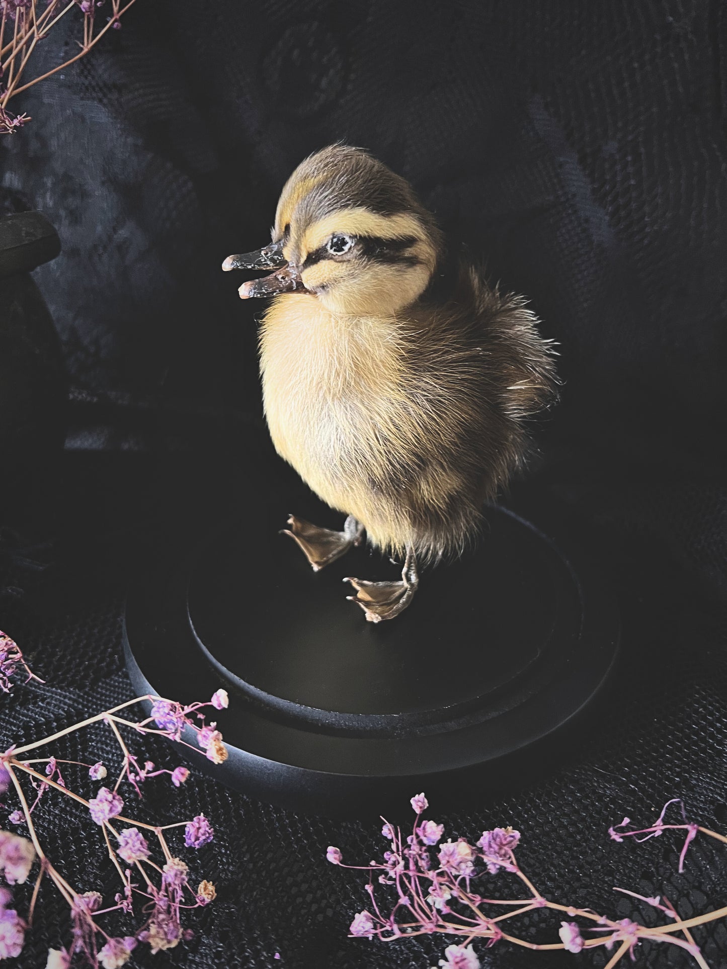 Two-Headed Taxidermy Striped Yellow & Brown Duckling in Glass Dome