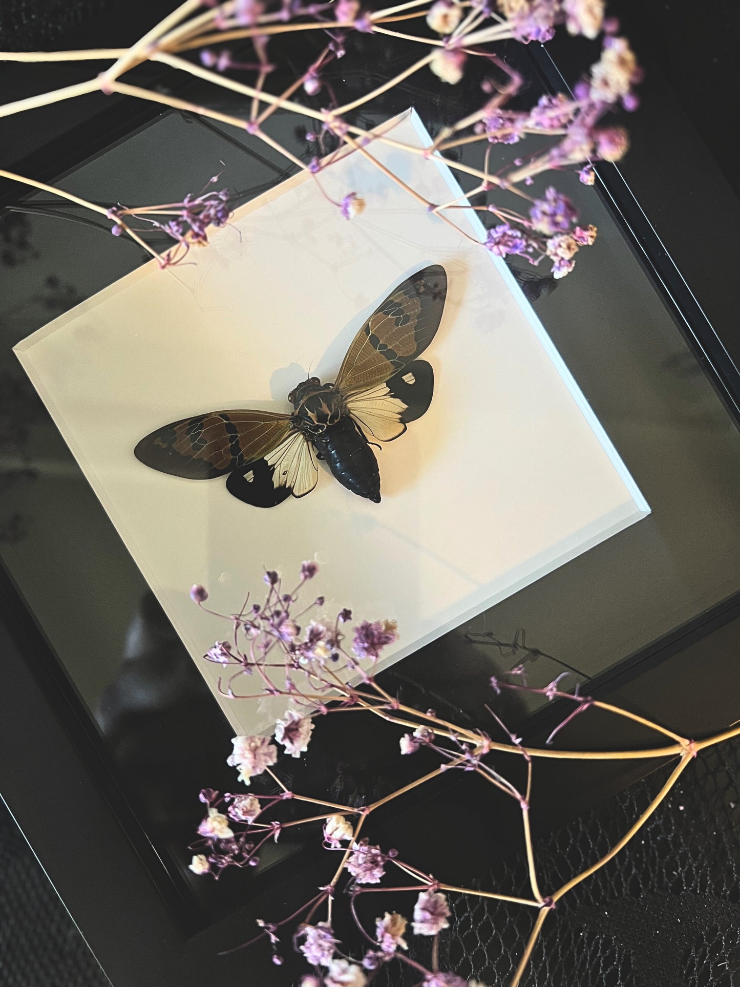 The Butterfly Cicada (Gaeana Festiva White) in Shadow Box Frame
