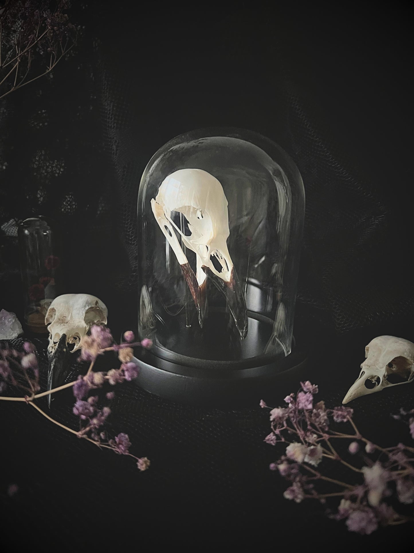 Complete Carrion Crow Skull (Corvus Corone) in Glass Dome | A Quality