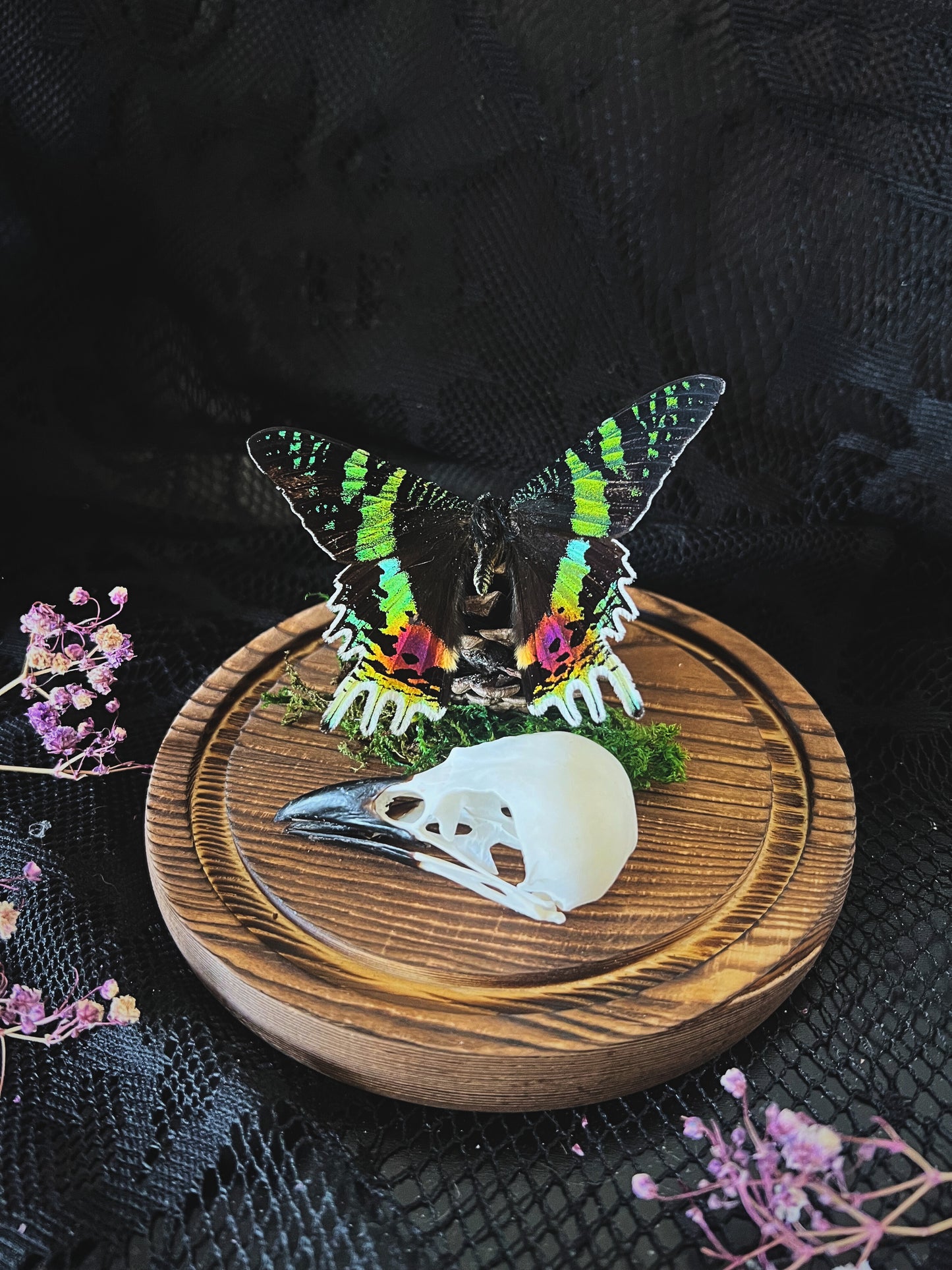 Madagascan Sunset Moth (Urania Ripheus, Chrysiridia Rhipheus) & Magpie Skull (Pica Pica) in Glass Dome