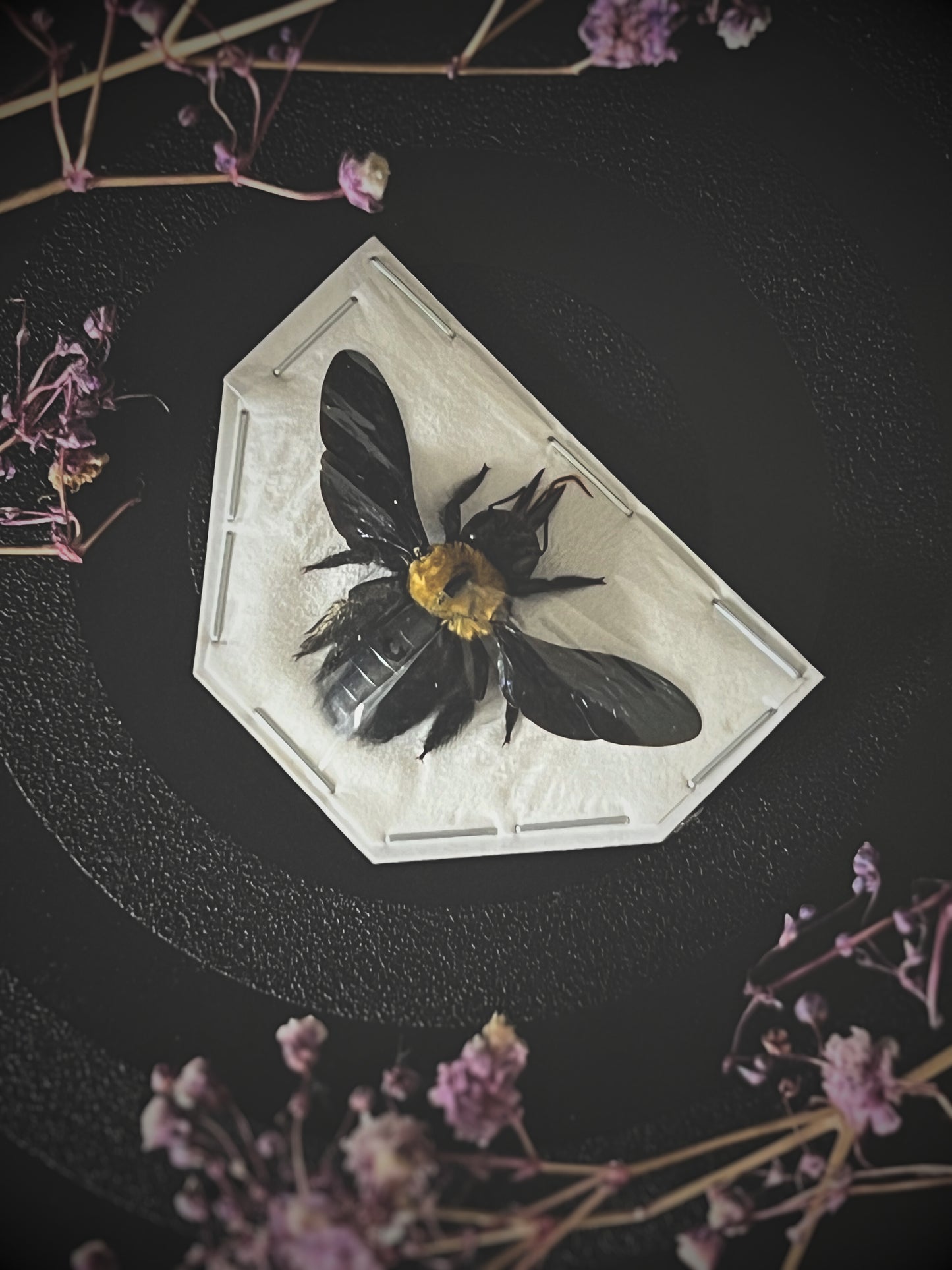Yellow Carpenter Bee (Xylocopa Aestuans) Spread Specimen | Female