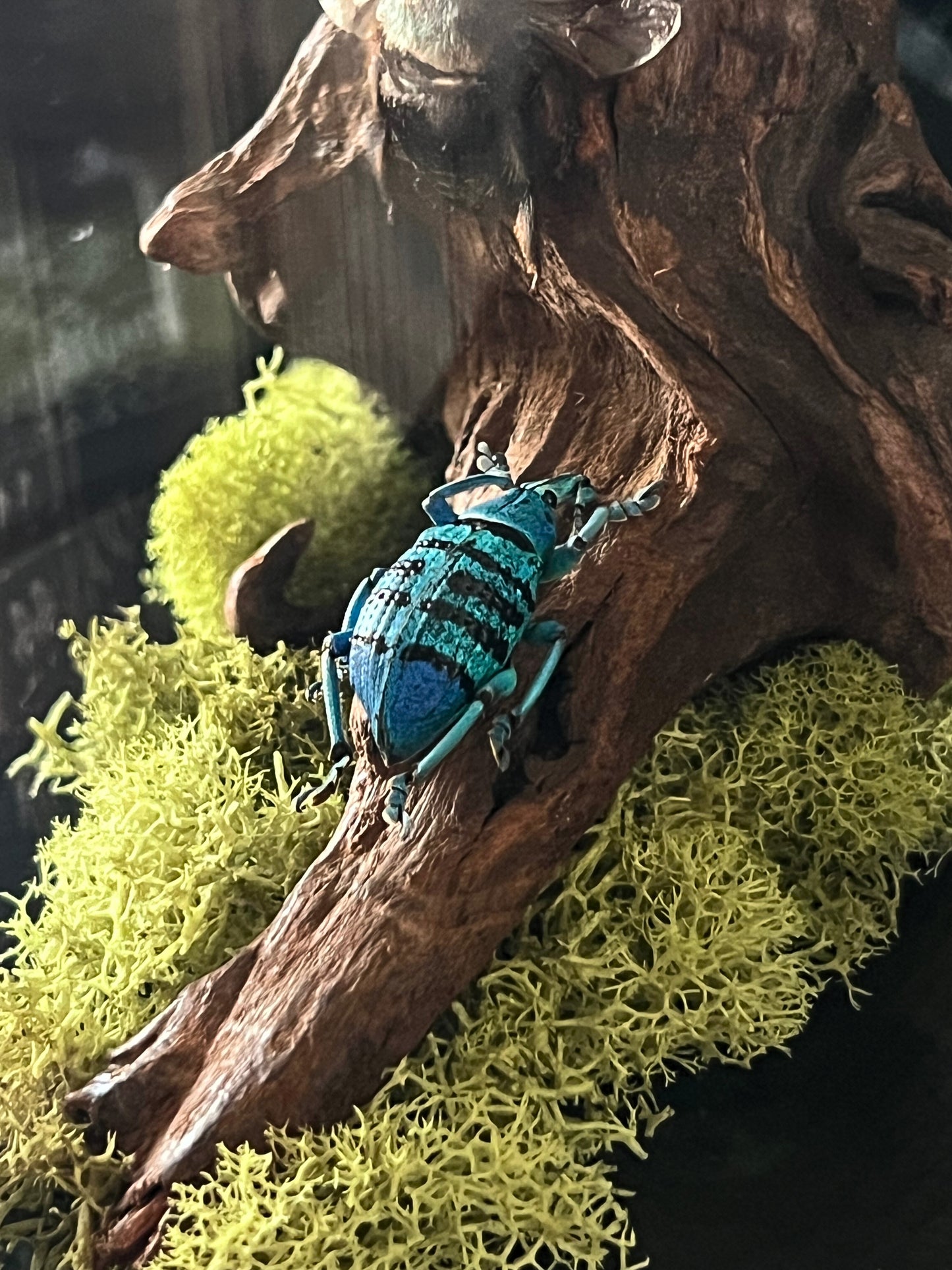 Short-Lined Kite Swallowtail Butterfly (Eurytides Agesilaus), Blue Carpenter Bee (Xylocopa Caerulea) & Turquoise Weevil Beetle (Eupholus Bortolussii) in Glass Dome