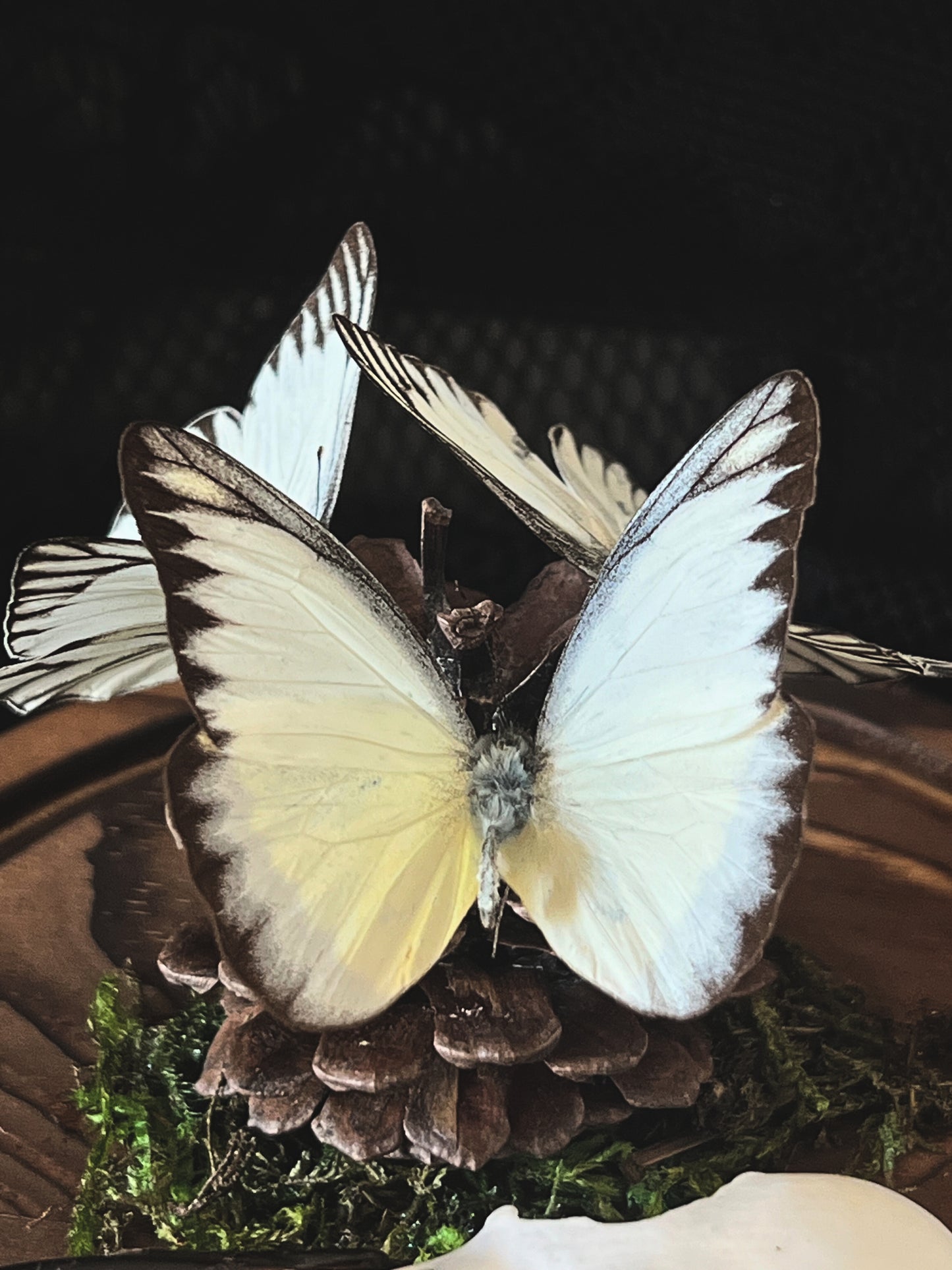 Eastern Striped Albatross Butterflies (Appias Libythea Olferna) & Crow Skull (Corvus Corone) in Glass Dome