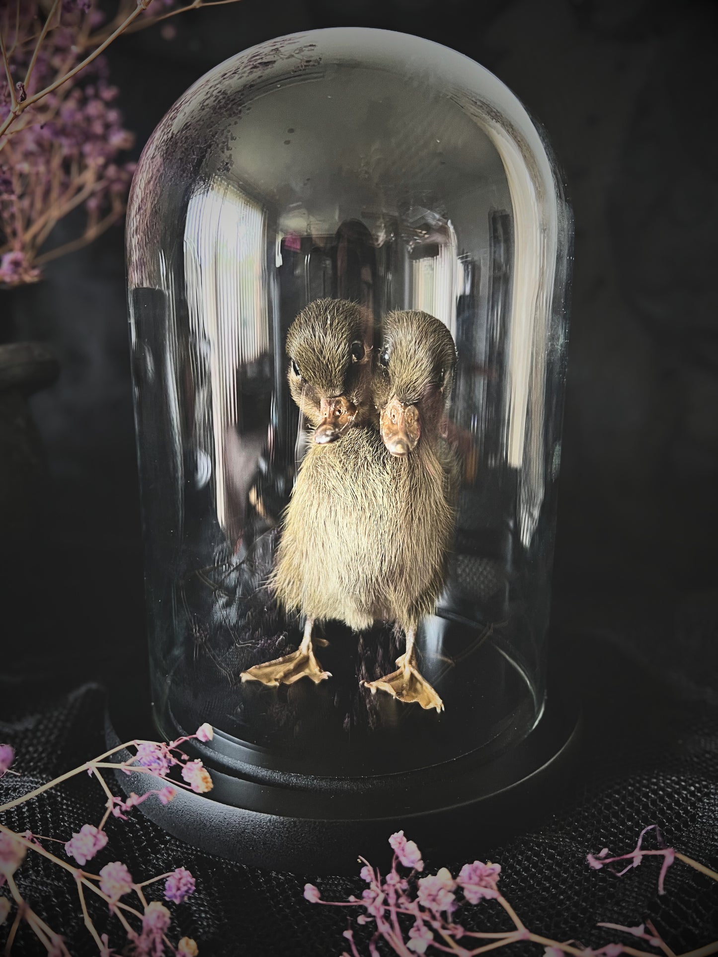 Two-Headed Taxidermy Brown Duckling in Glass Dome