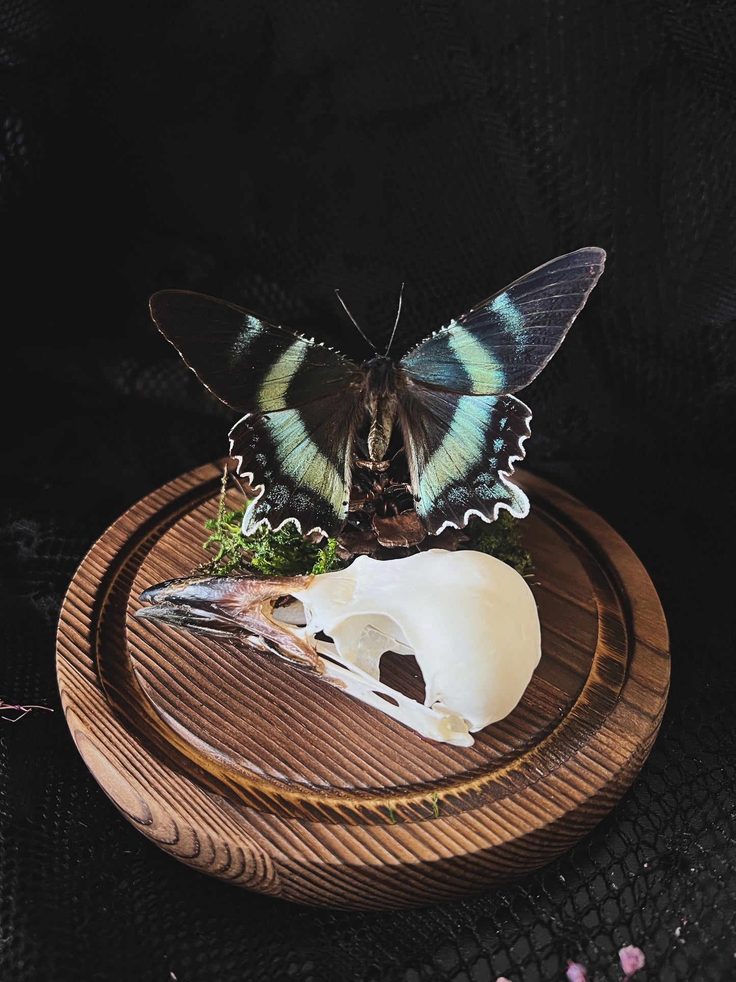 Swallowtail Moth (Alcides Orontes) & Crow Skull (Corvus Corone) in Glass Dome