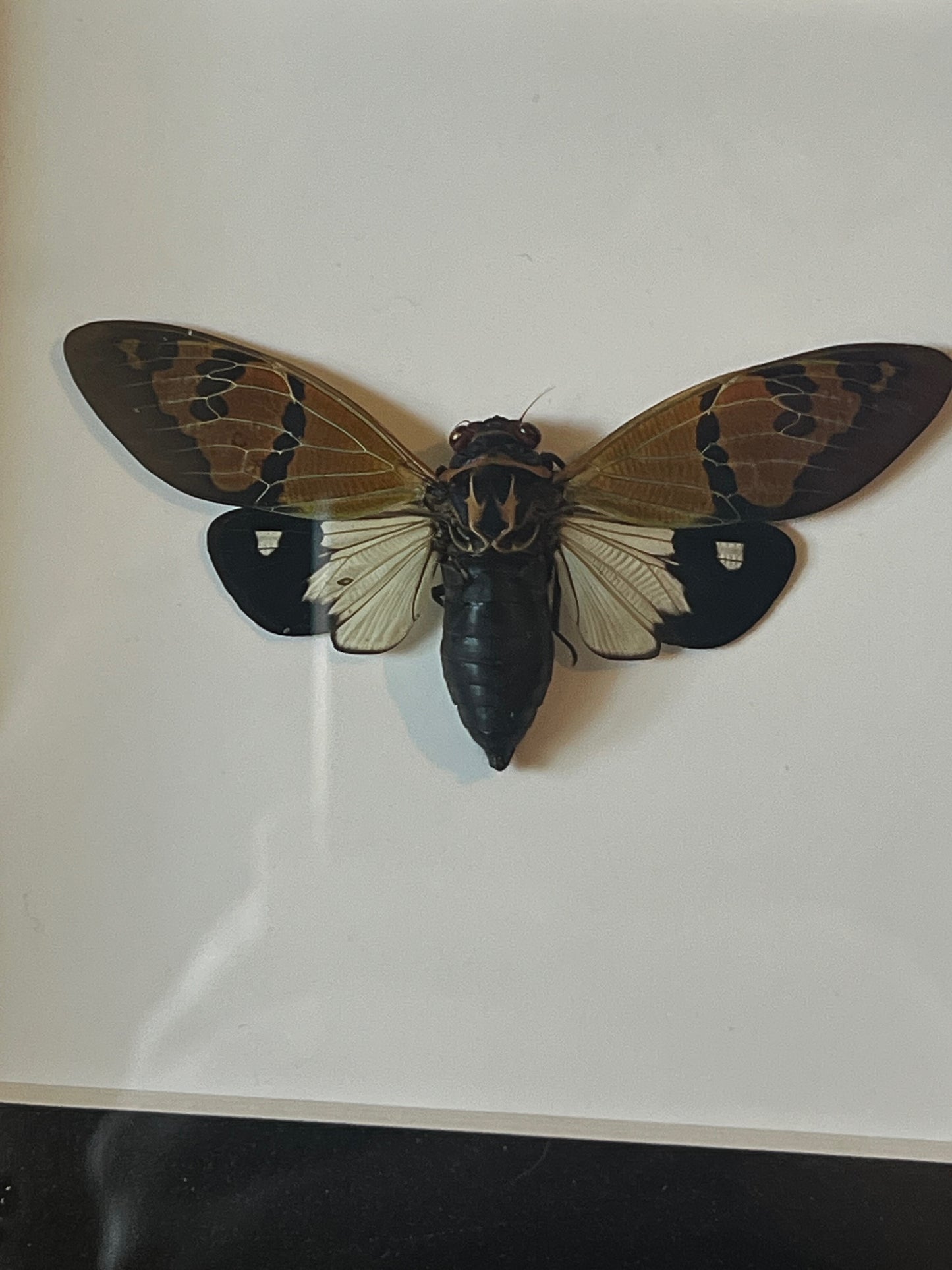 The Butterfly Cicada (Gaeana Festiva White) in Shadow Box Frame