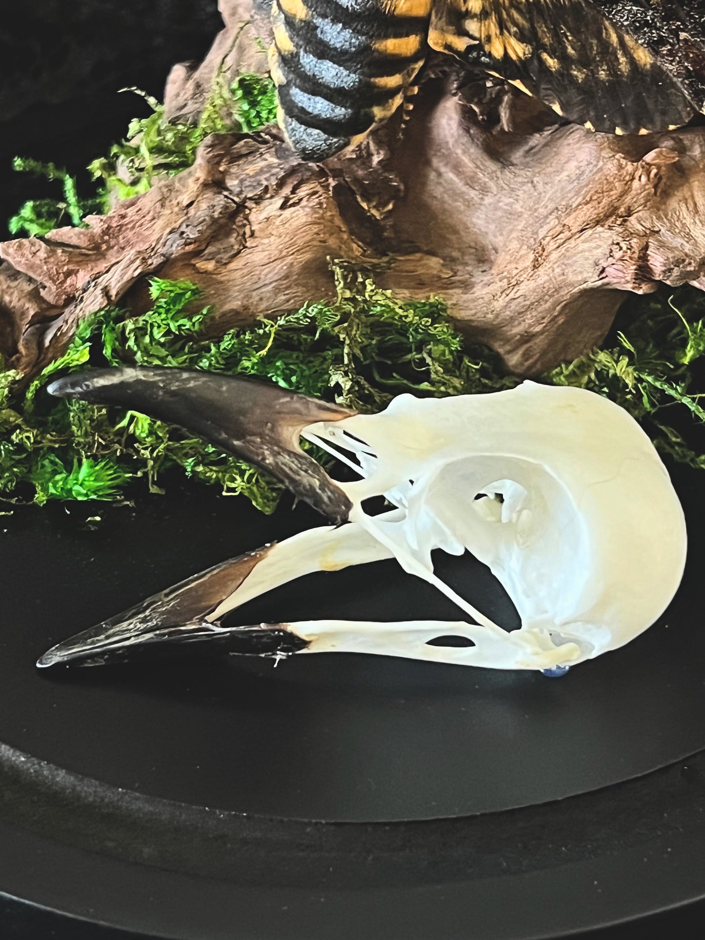 Death Head Hawk Moth (Acherontia Lachesis) & Magpie Skull (Pica Pica) in a Glass Dome