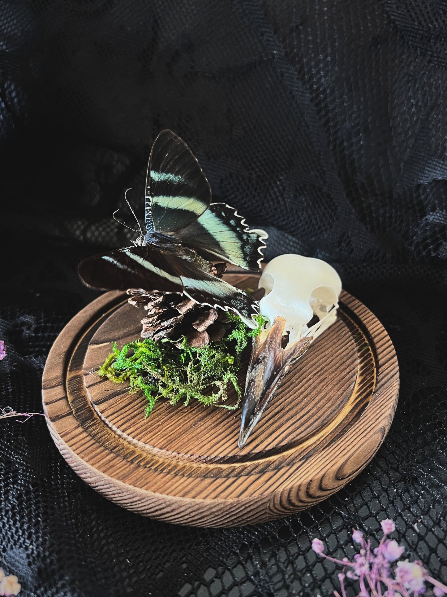 Swallowtail Moth (Alcides Orontes) & Crow Skull (Corvus Corone) in Glass Dome
