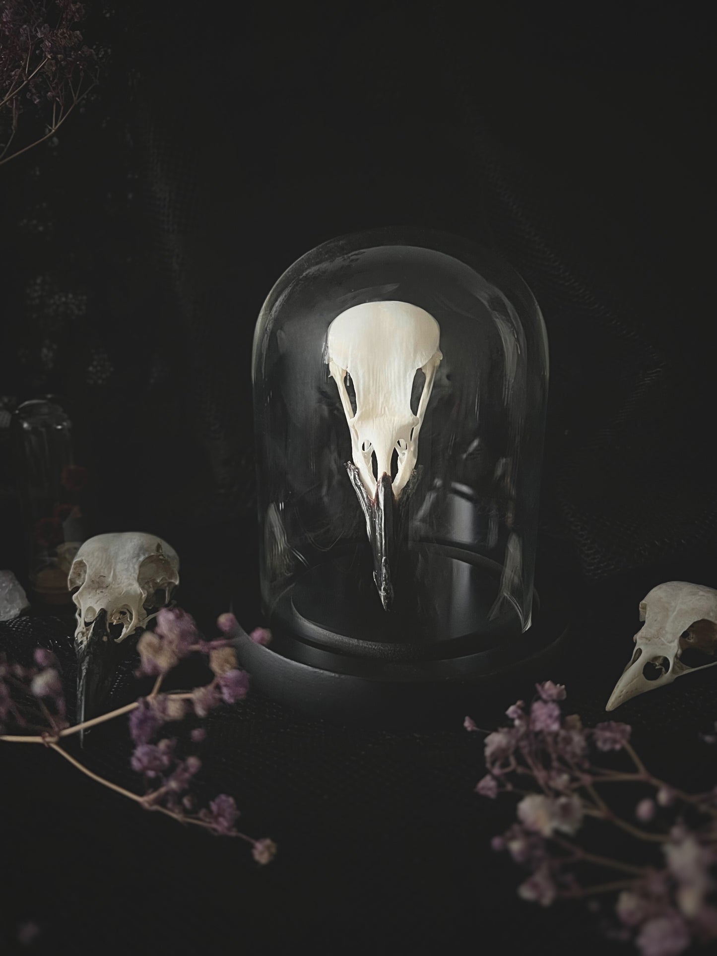 Complete Carrion Crow Skull (Corvus Corone) in Glass Dome | A Quality
