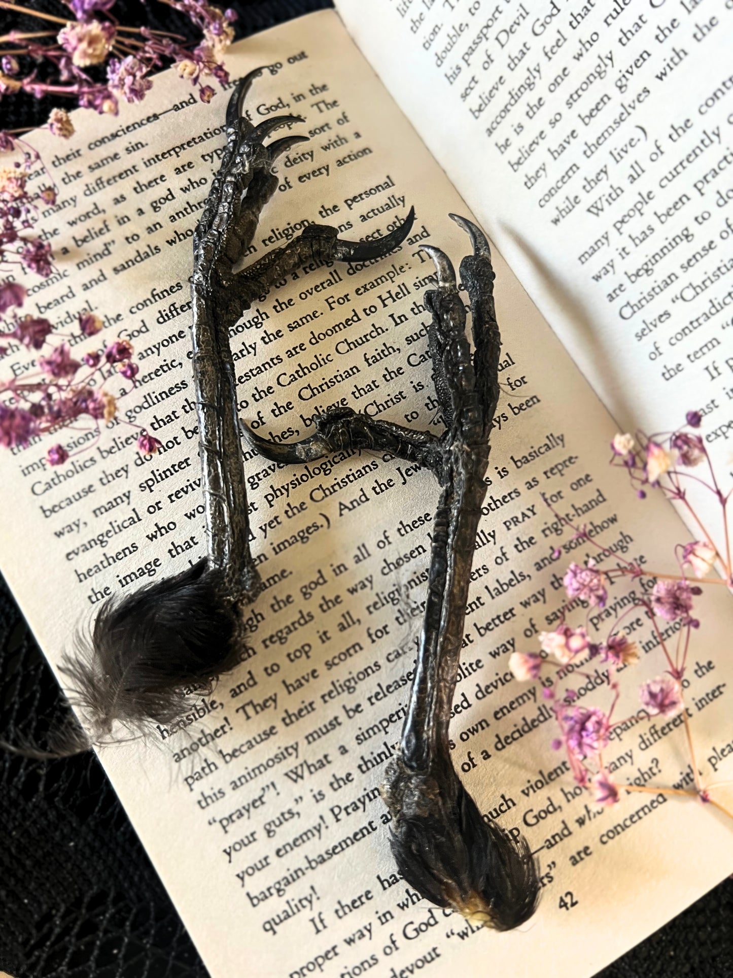 Crow Feet (Corvus Corone)