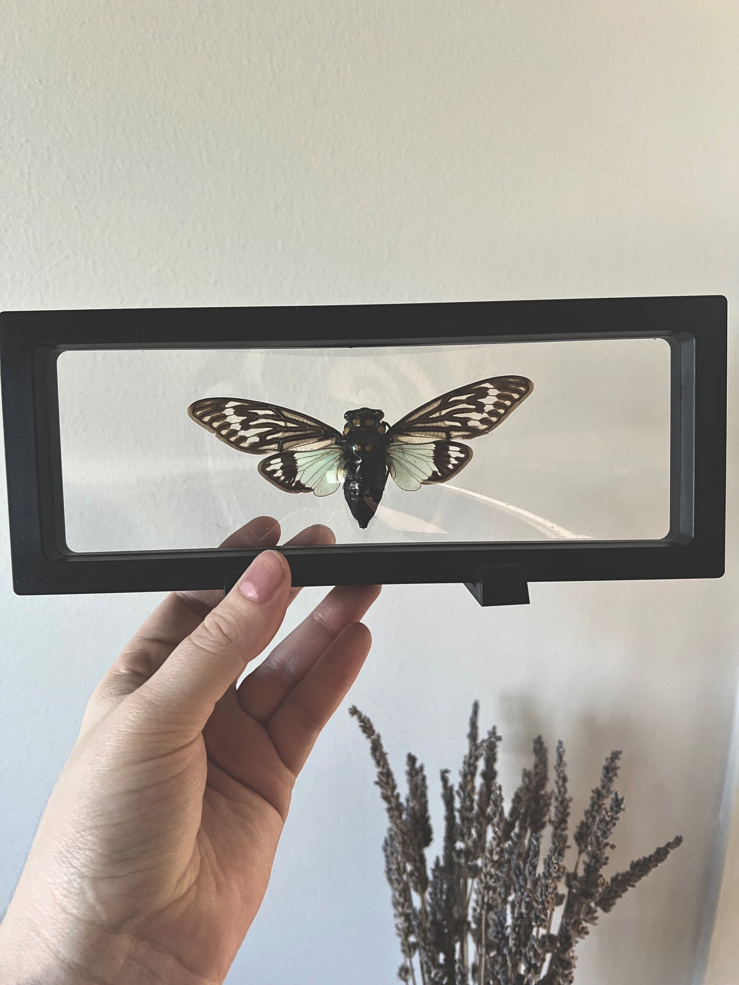 Blue Cicada (Tosena Splendida) in Display Case