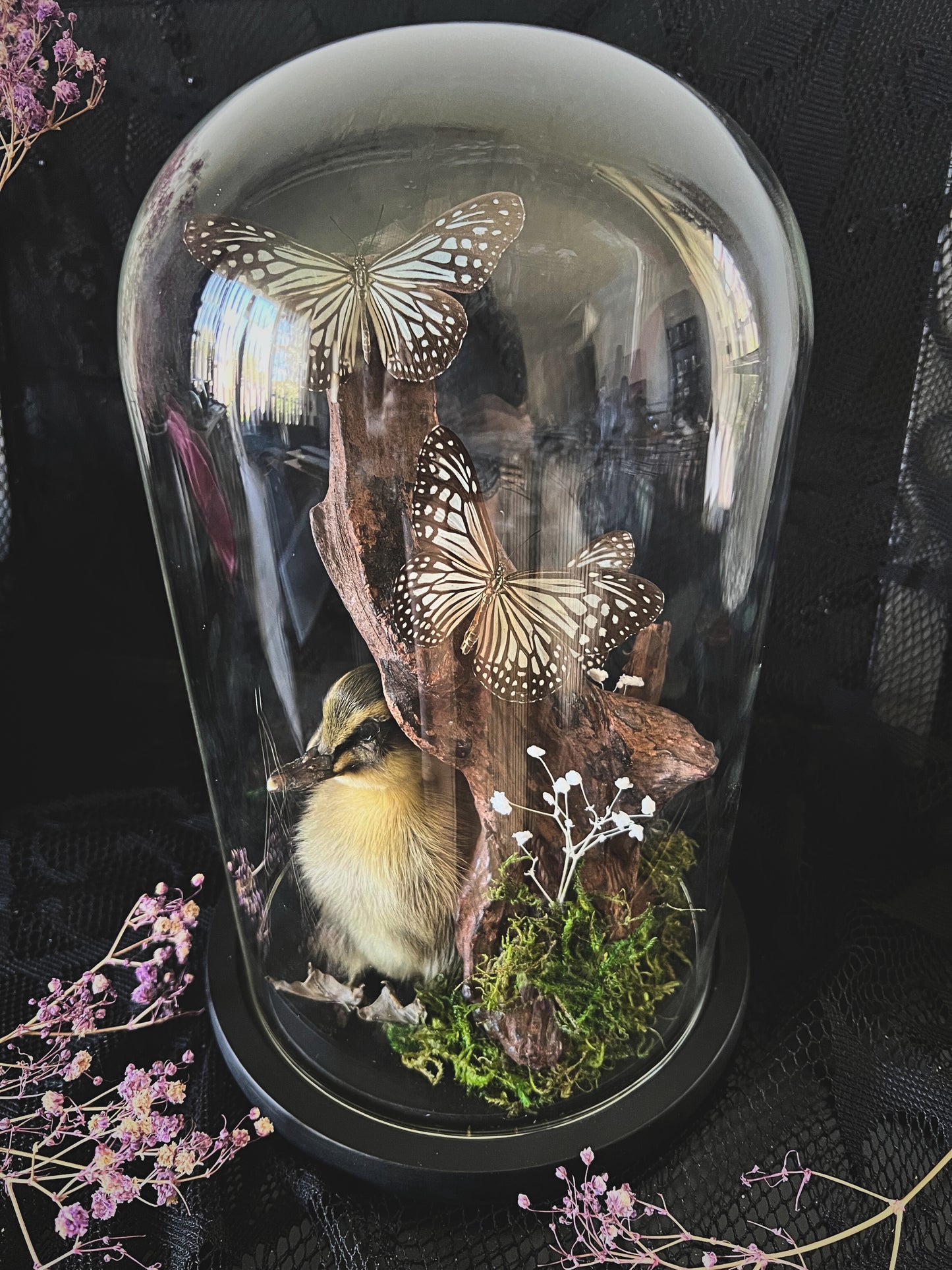 Taxidermy Striped Duckling & Blue Glassy Tiger Trio (Ideopsis Vulgaris) in Glass Dome