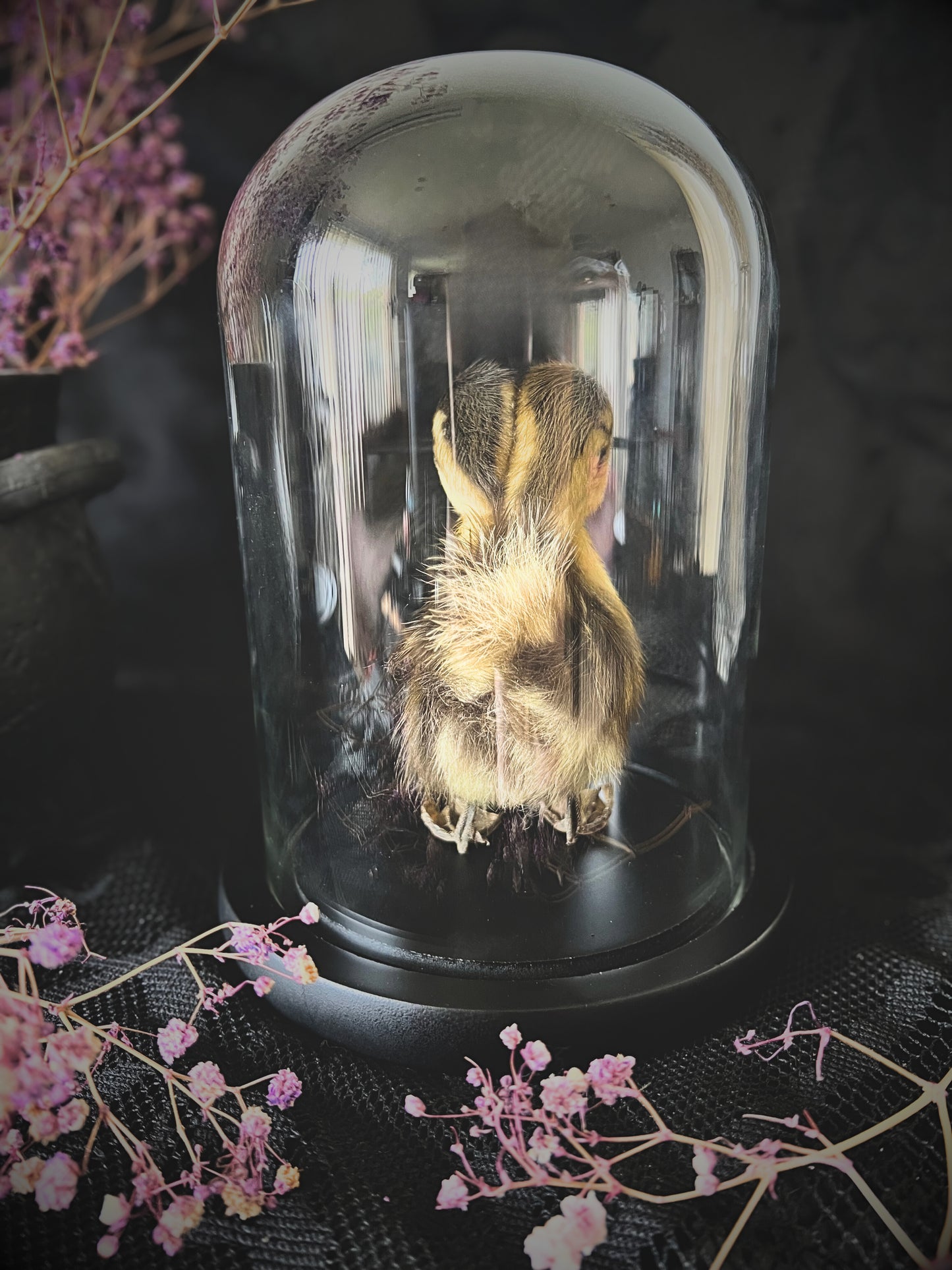 Two-Headed Taxidermy Striped Yellow & Brown Duckling in Glass Dome