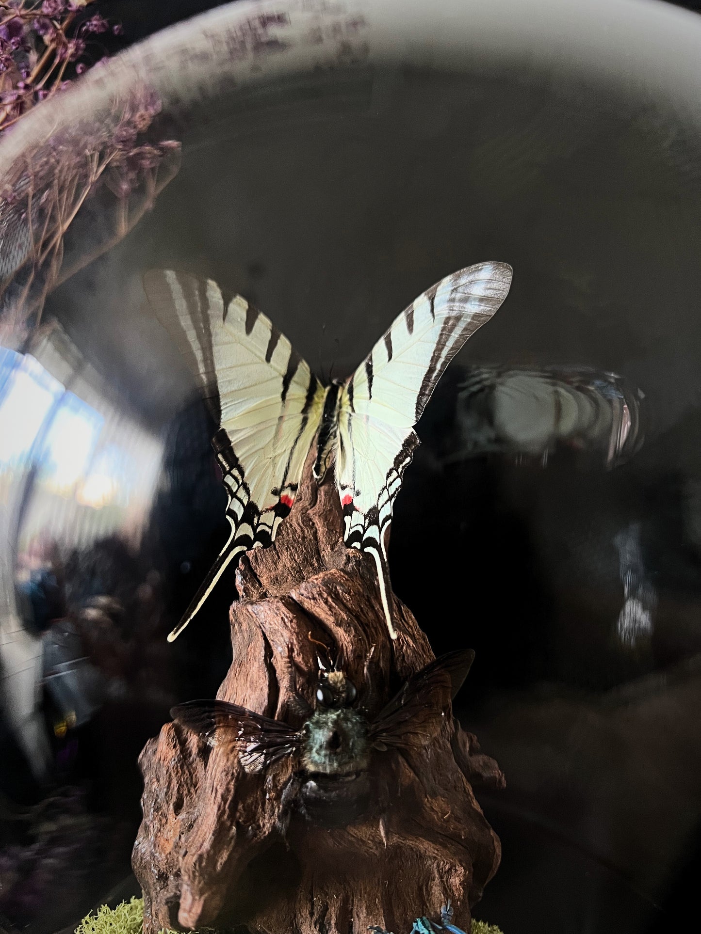 Short-Lined Kite Swallowtail Butterfly (Eurytides Agesilaus), Blue Carpenter Bee (Xylocopa Caerulea) & Turquoise Weevil Beetle (Eupholus Bortolussii) in Glass Dome