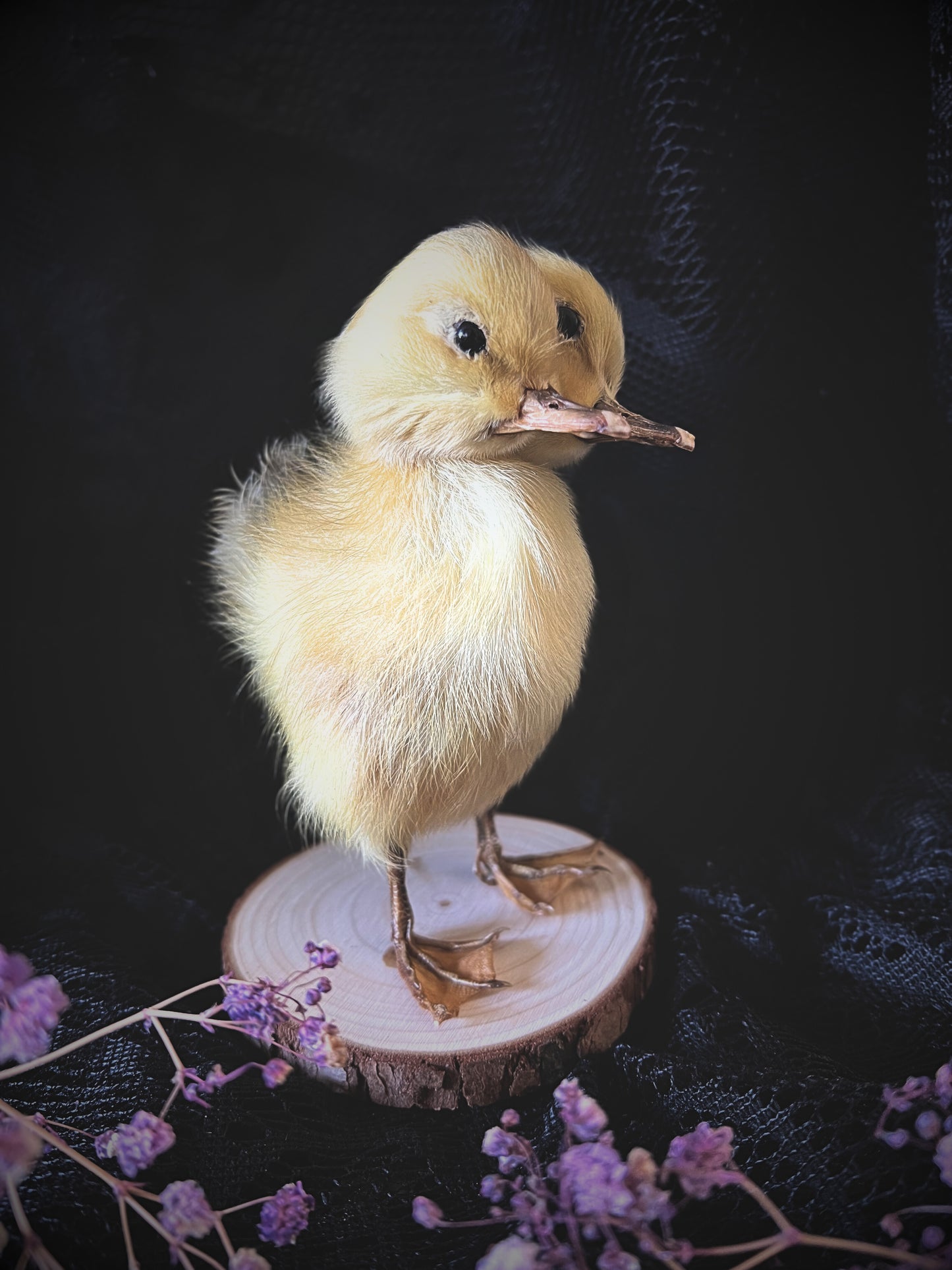 Two-Headed Taxidermy Yellow Duckling on Natural Wood Slice