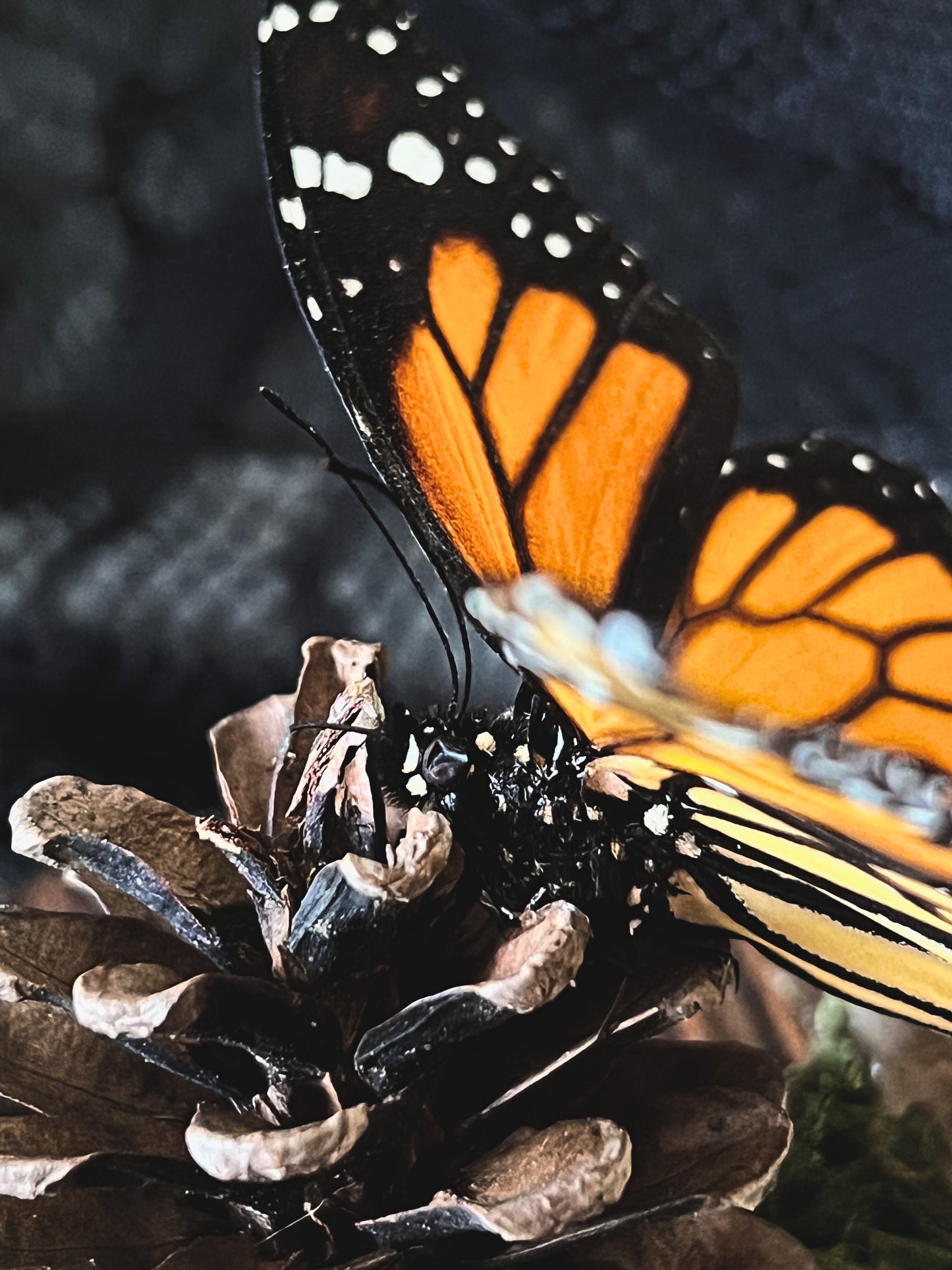 Monarch Butterfly (Danaus Plexippus) & Magpie Skull (Pica Pica) in Glass Dome