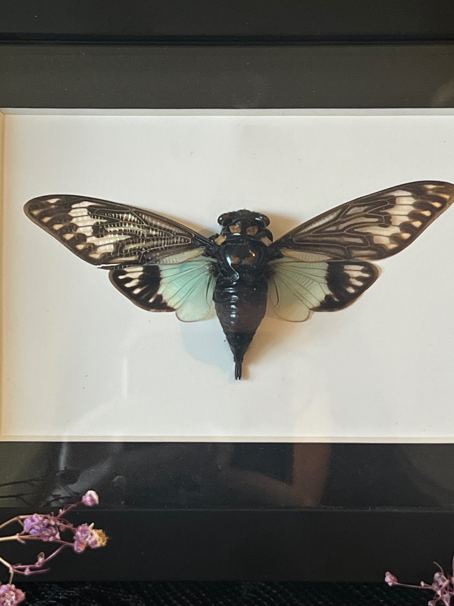 Blue Cicada (Tosena Splendida) in Shadow Box Frame