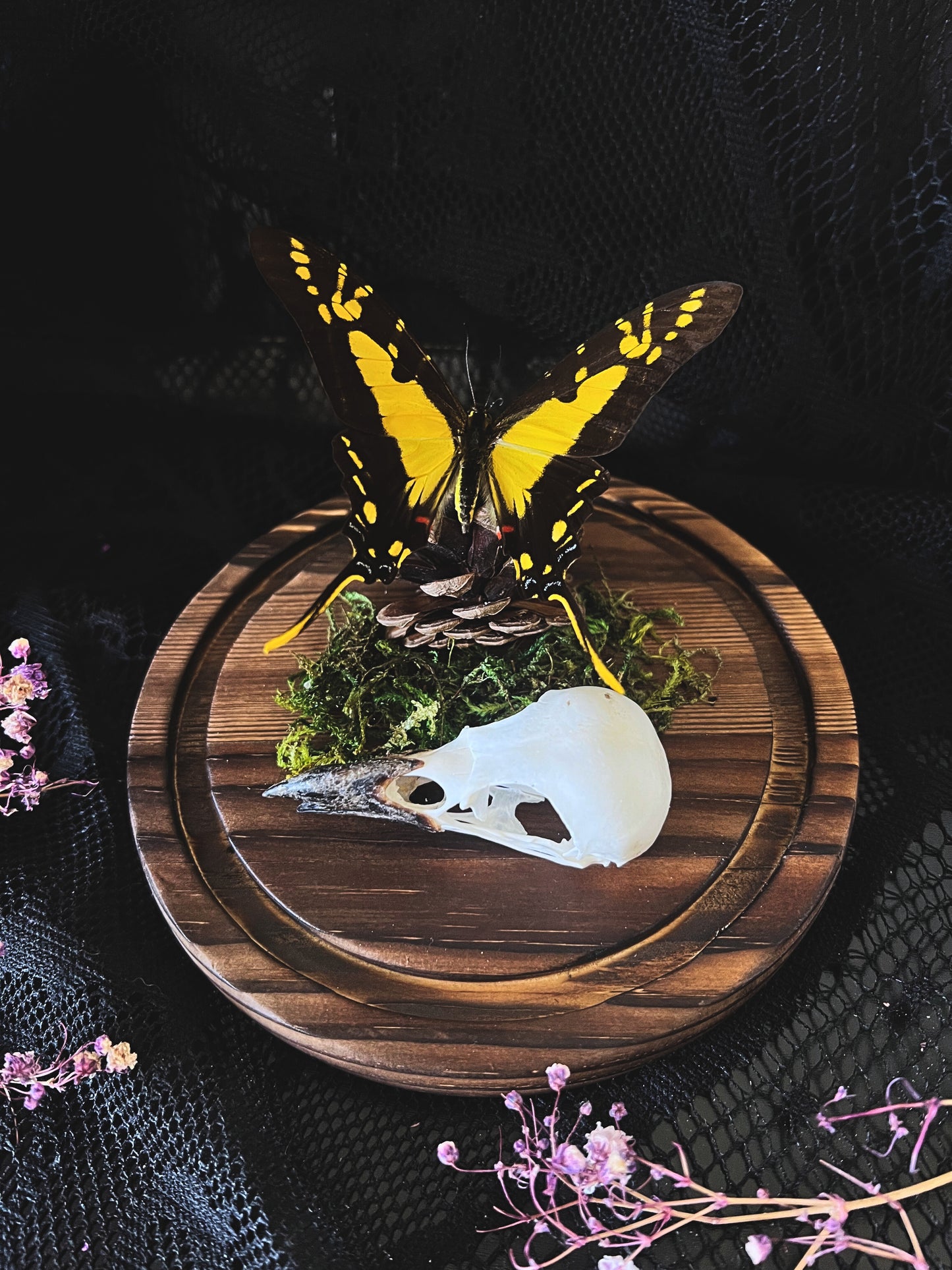 Orange Kite-Swallowtail Butterfly (Eurytides Thyastes) & Magpie Skull (Pica Pica) in Glass Dome