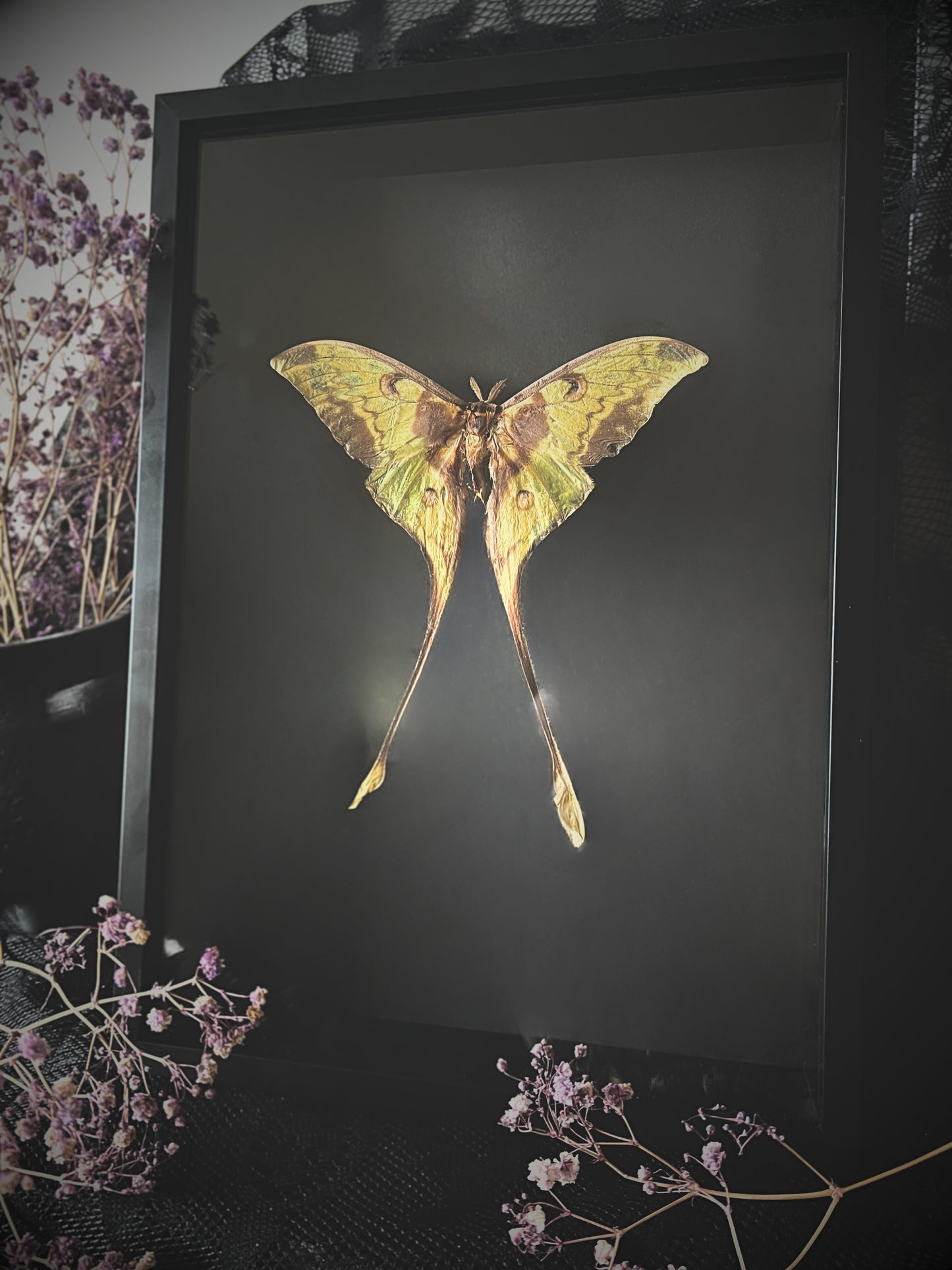 Malaysian Moon Moth (Actias Maenas) in Shadow Box Frame