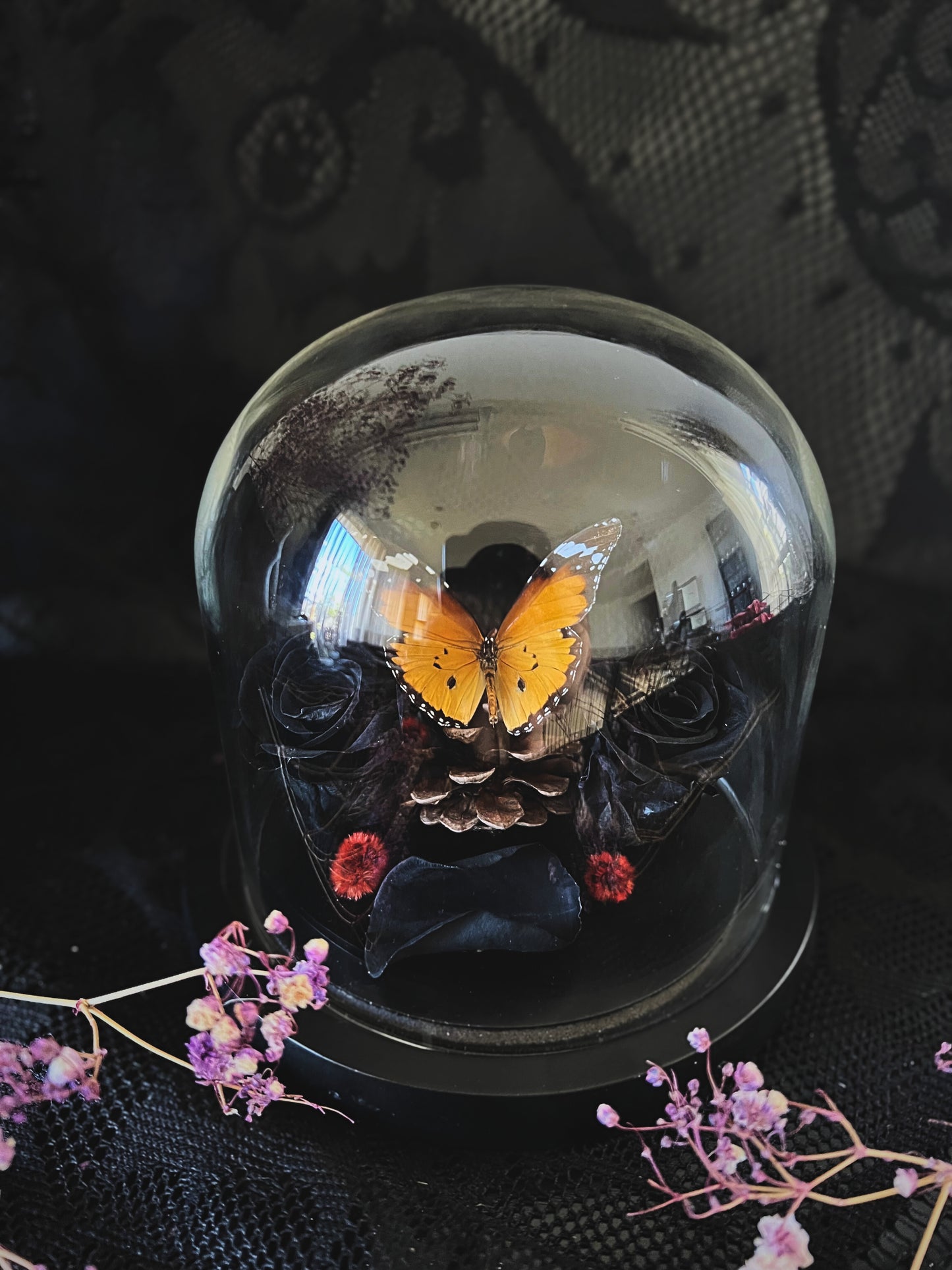 Plain Tiger Butterfly (Danaus Chrysippus) in Glass Dome