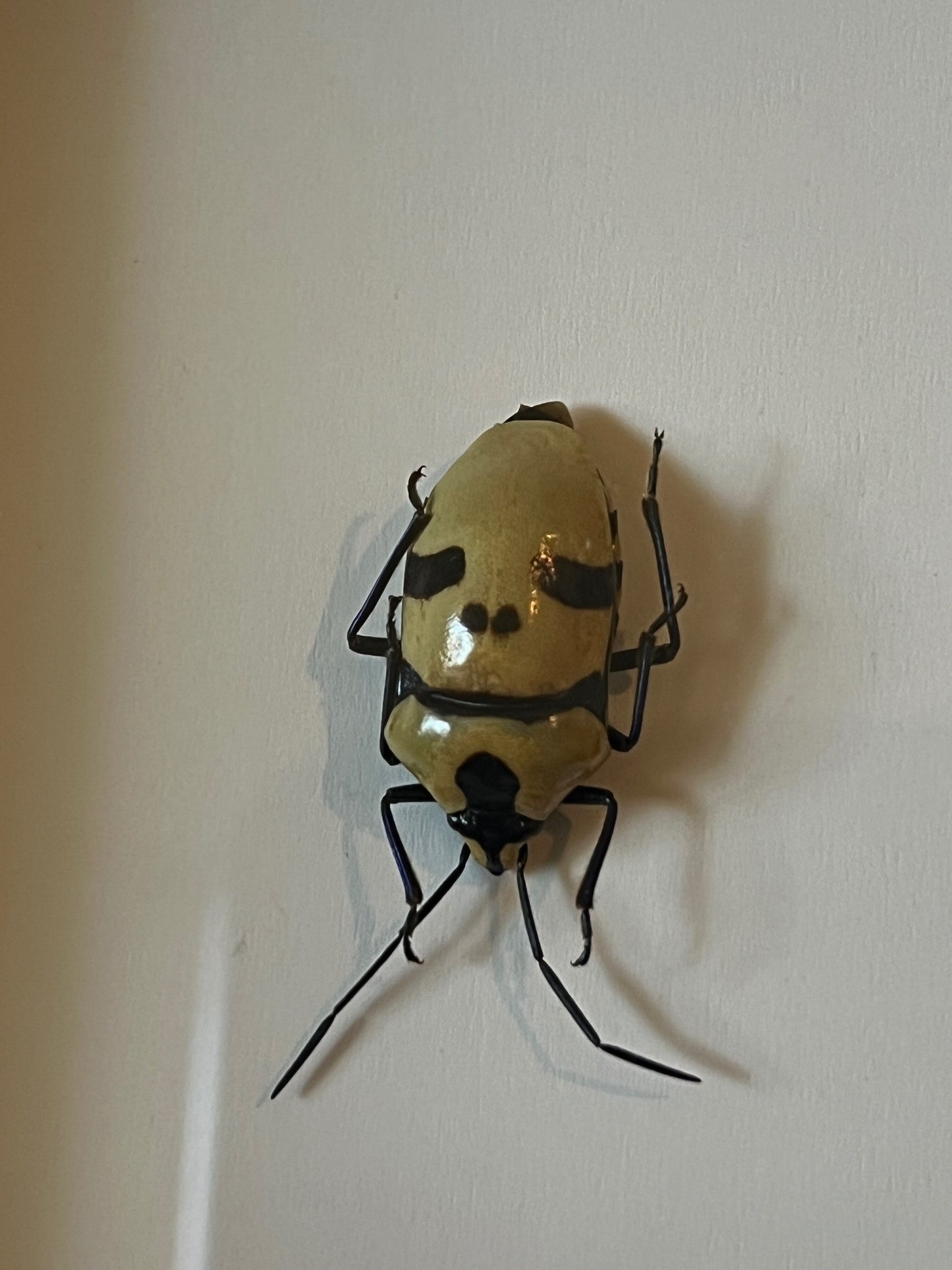 Death Head Bug (Eucorysses Grandis) in Shadow Box Frame
