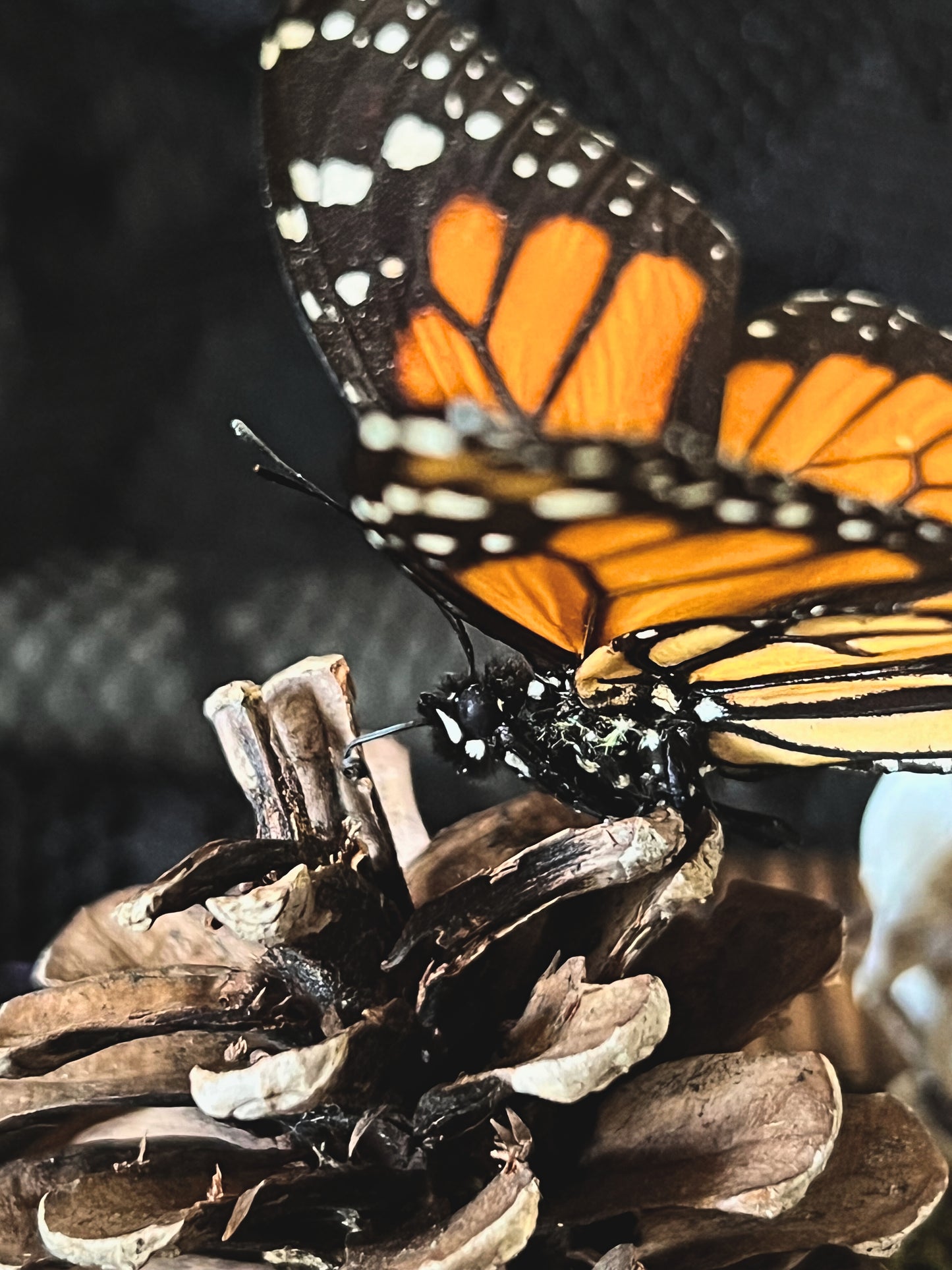 Monarch Butterfly (Danaus Plexippus) & Crow Skull (Corvus Corone) in Glass Dome