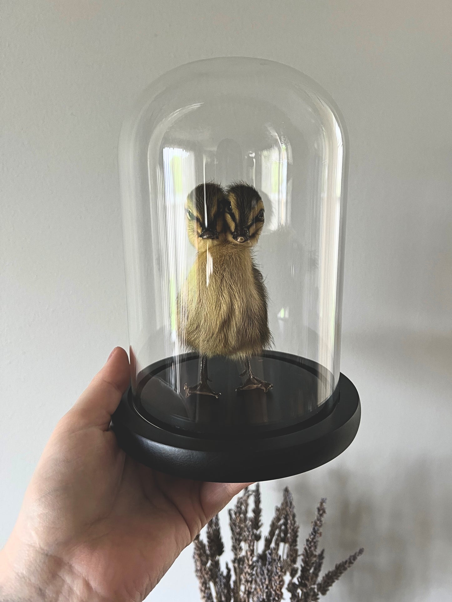 Two-Headed Taxidermy Striped Yellow & Brown Duckling in Glass Dome