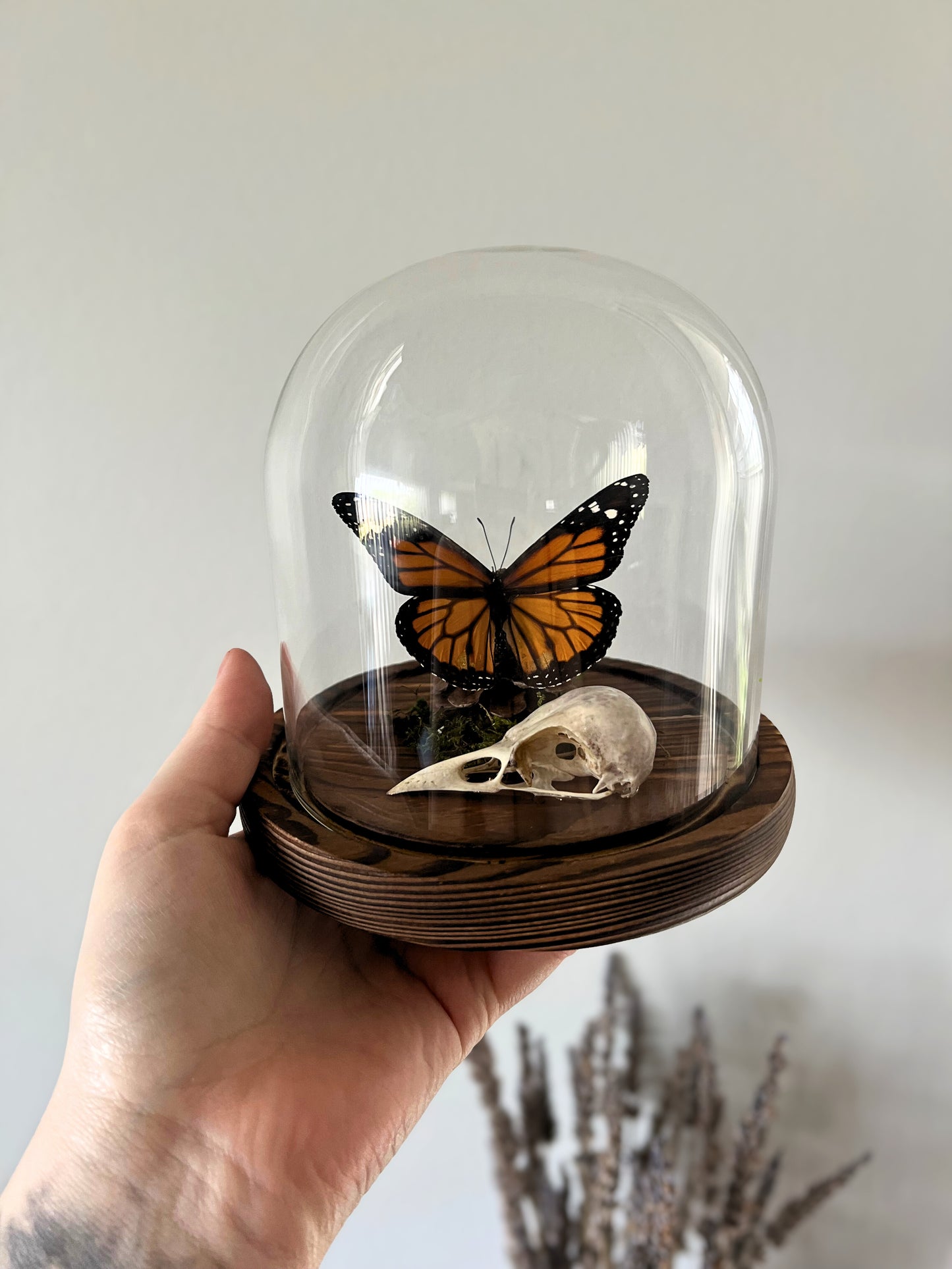 Monarch Butterfly (Danaus Plexippus) & Magpie Skull (Pica Pica) in Glass Dome