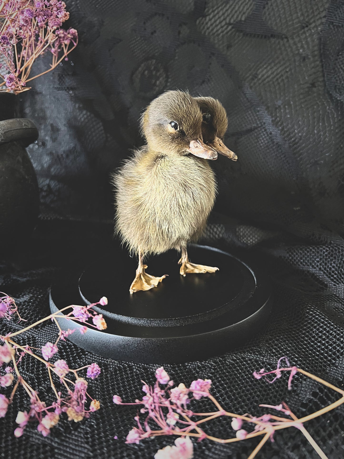 Two-Headed Taxidermy Brown Duckling in Glass Dome