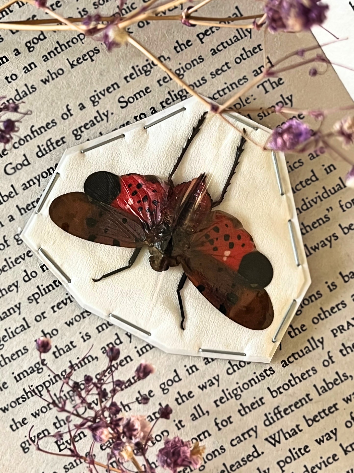 Automaria Lanternfly (Penthicodes Atomaria) Undisplayed Spread Specimen