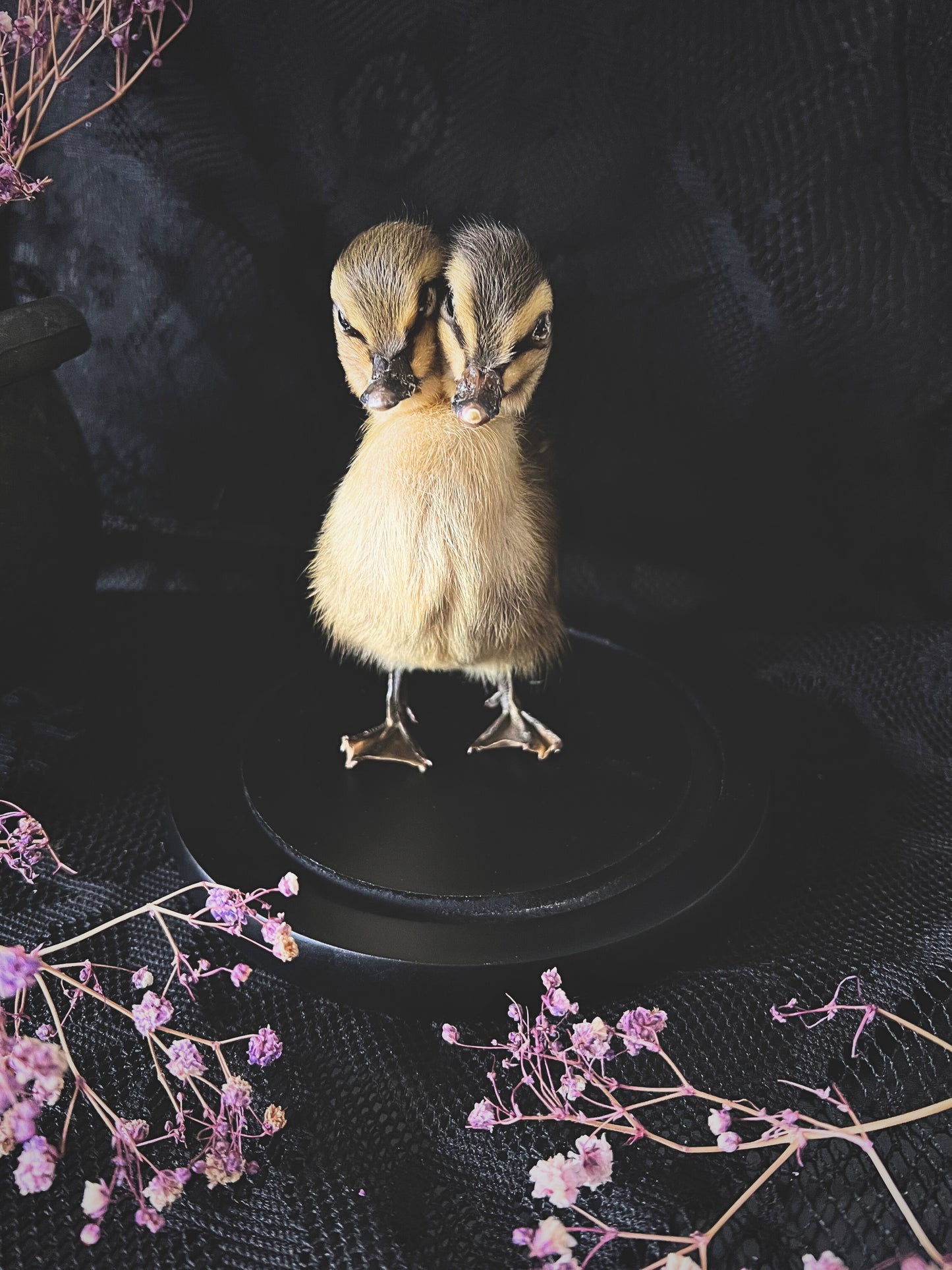 Two-Headed Taxidermy Striped Yellow & Brown Duckling in Glass Dome