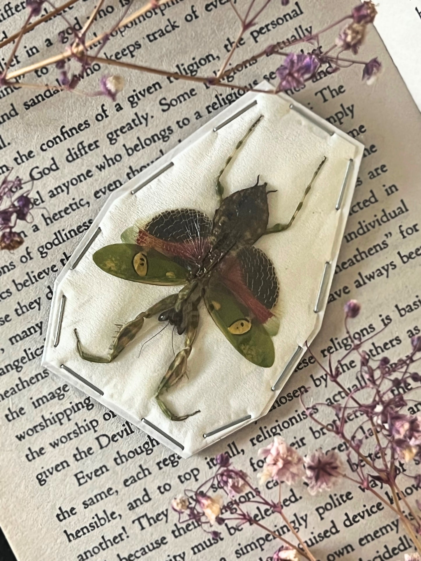 Orchid Praying Mantis (Creobroter Gemmatus) Undisplayed Spread Specimen