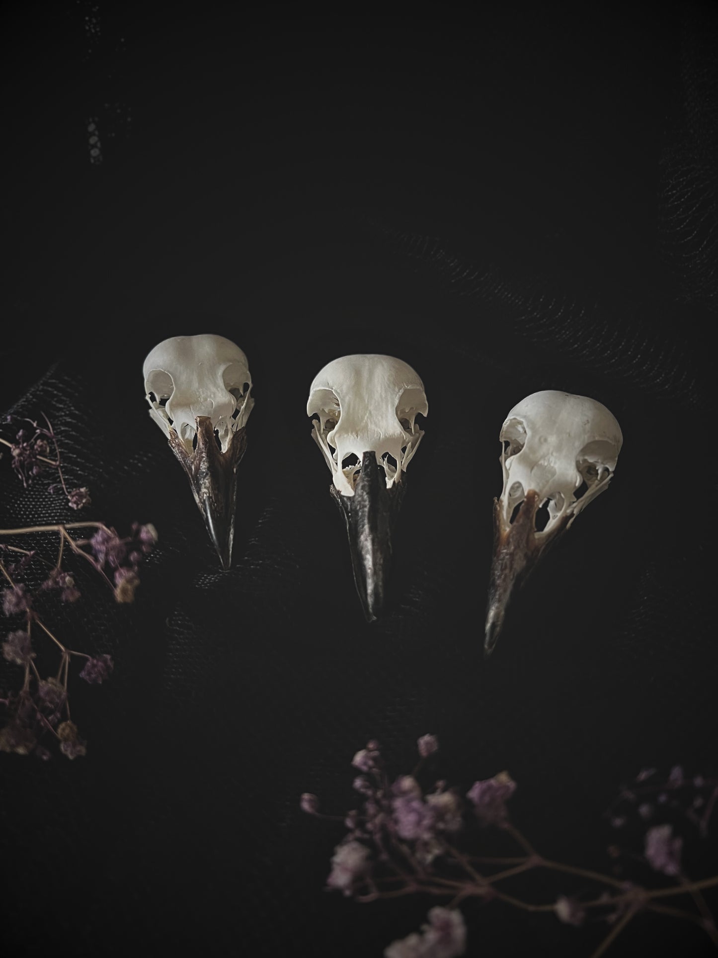 Complete Crow Skull | Corvus Corone | A Quality