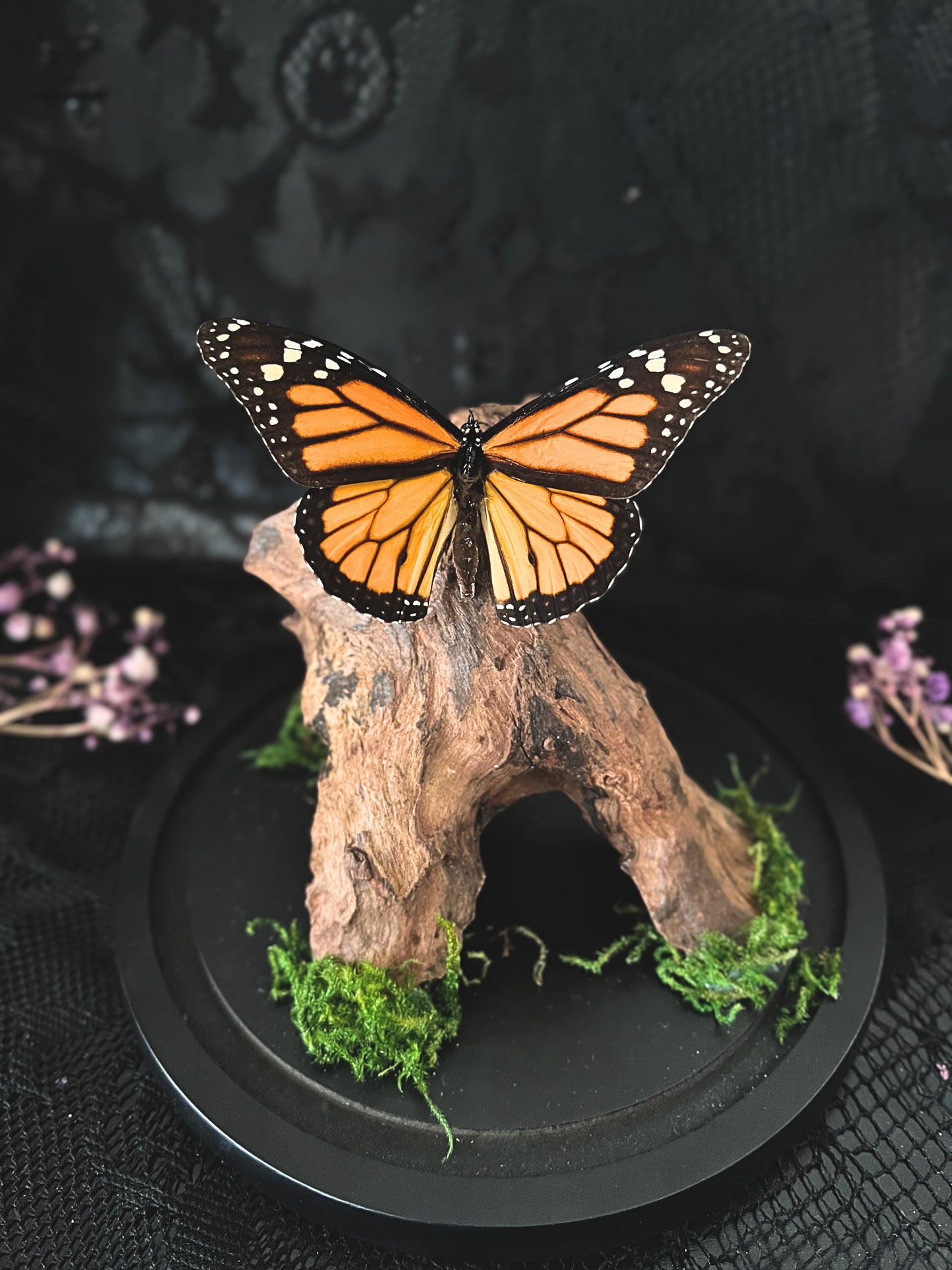 Monarch Butterfly (Danaus Plexippus) in Glass Dome