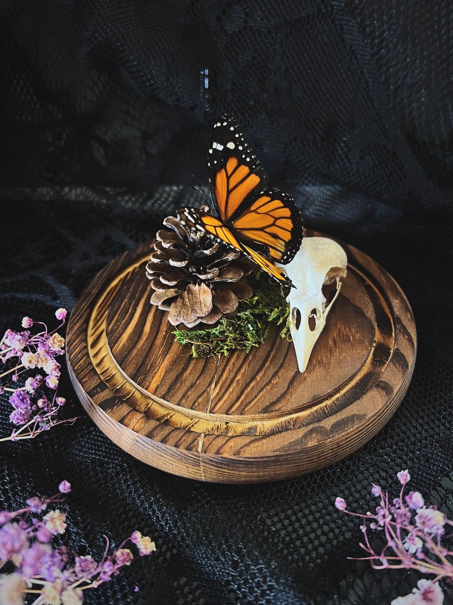 Monarch Butterfly (Danaus Plexippus) & Magpie Skull (Pica Pica) in Glass Dome