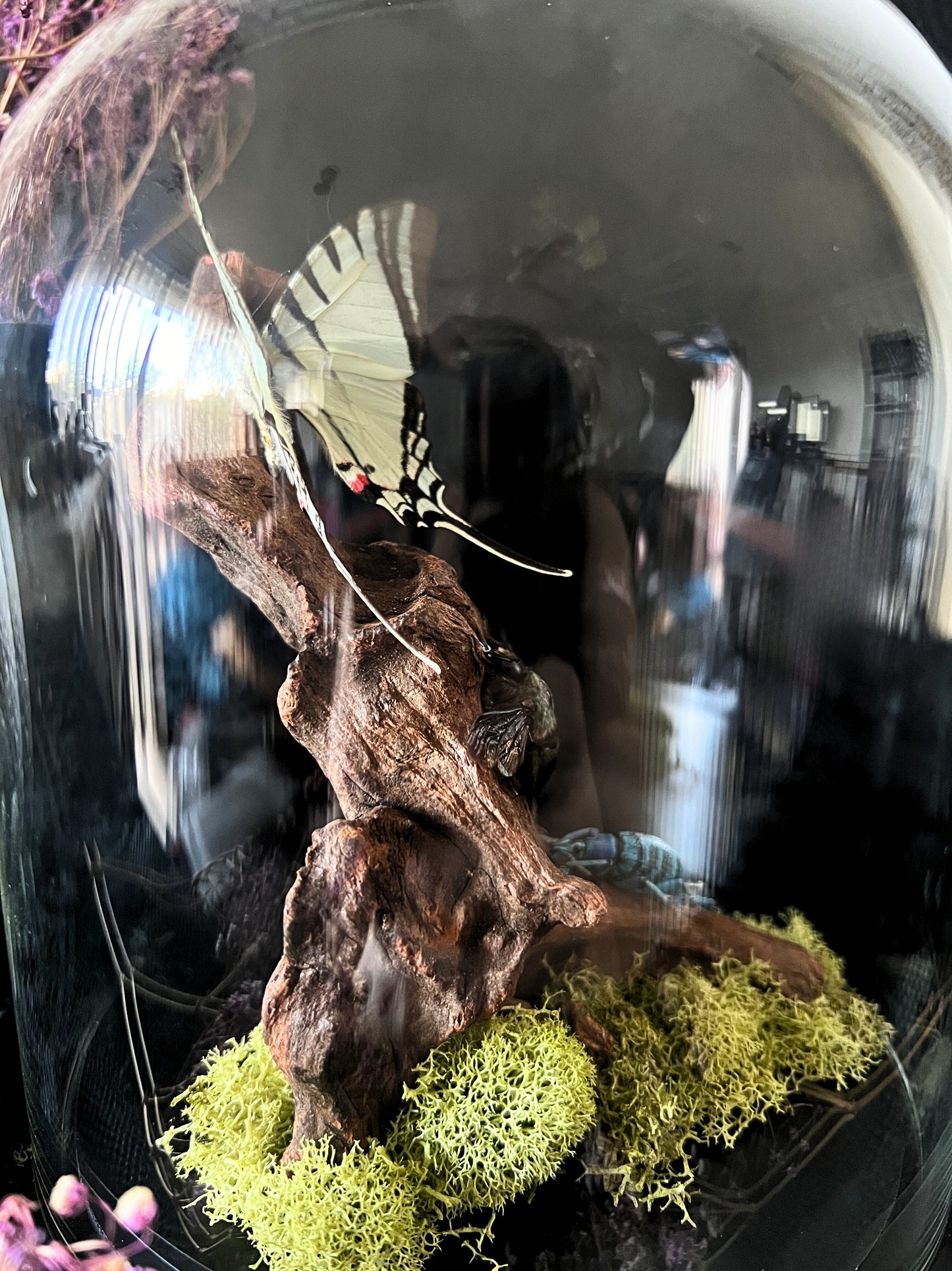 Short-Lined Kite Swallowtail Butterfly (Eurytides Agesilaus), Blue Carpenter Bee (Xylocopa Caerulea) & Turquoise Weevil Beetle (Eupholus Bortolussii) in Glass Dome