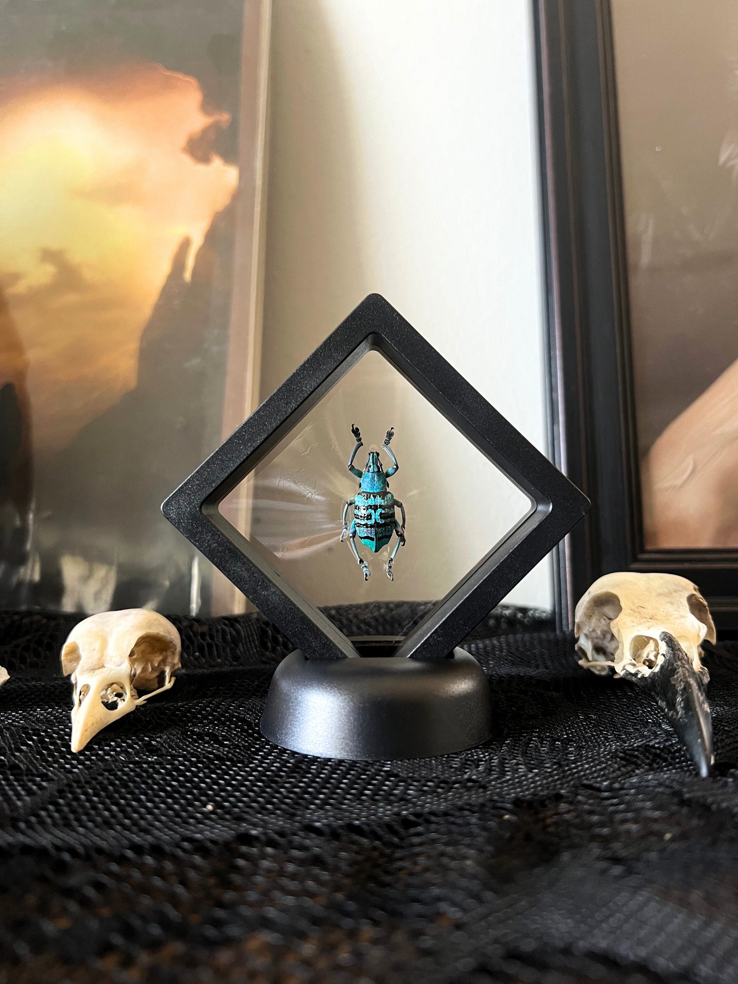 Turquoise Weevil Beetle (Eupholus Bortolussii) in Display Case