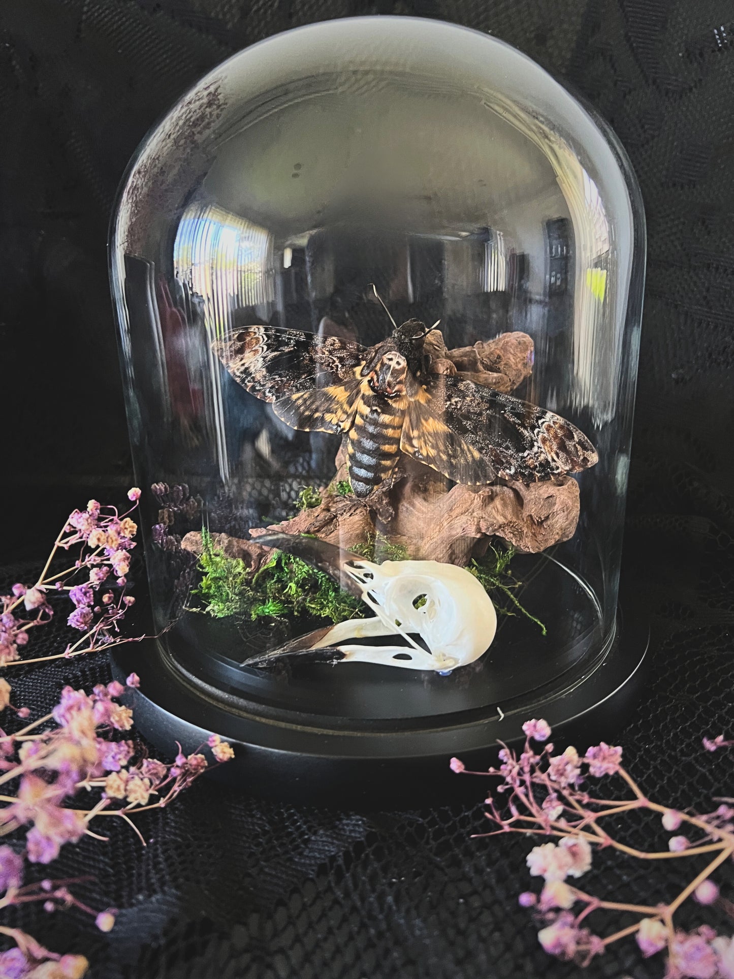 Death Head Hawk Moth (Acherontia Lachesis) & Magpie Skull (Pica Pica) in a Glass Dome