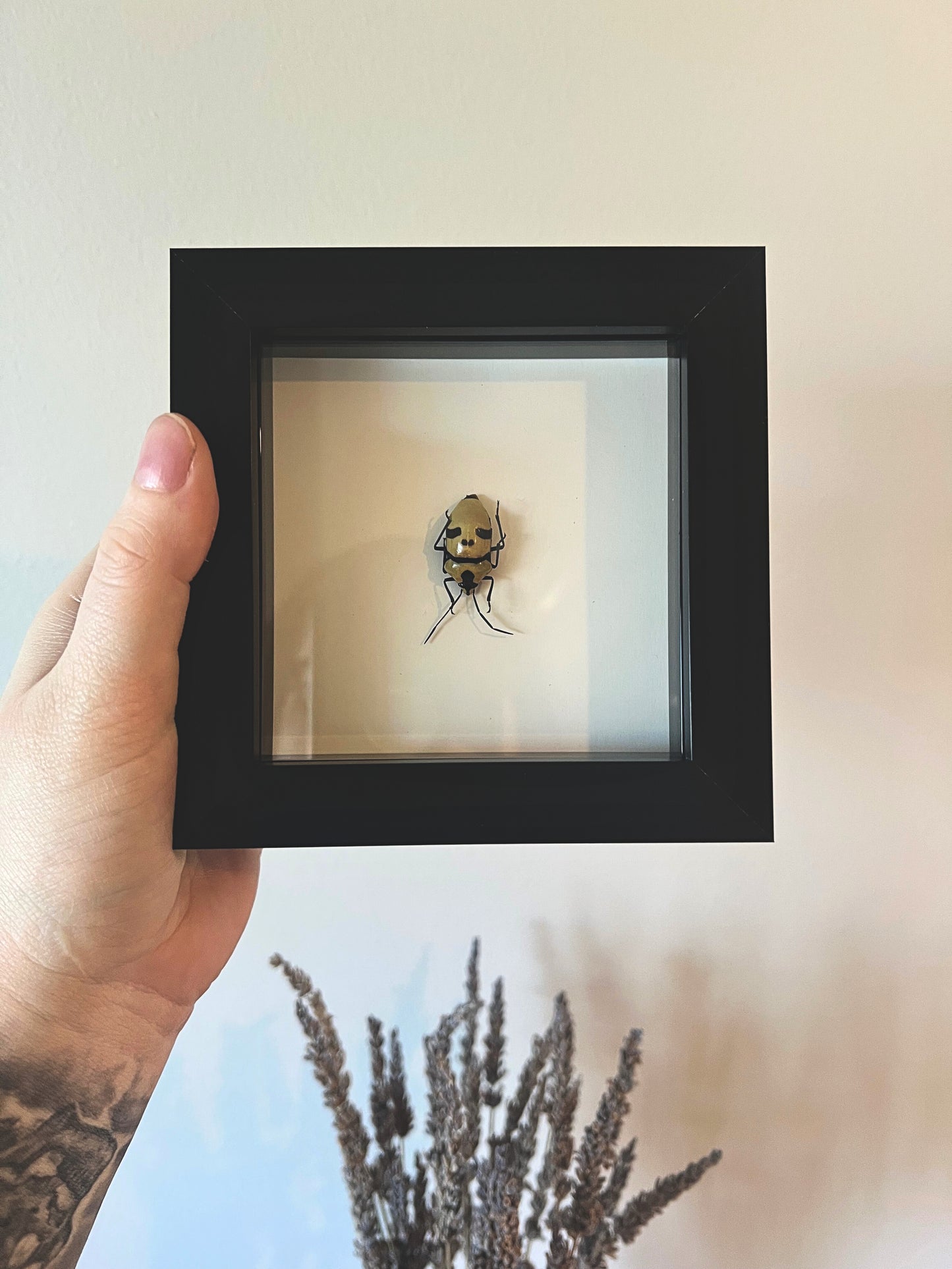 Death Head Bug (Eucorysses Grandis) in Shadow Box Frame