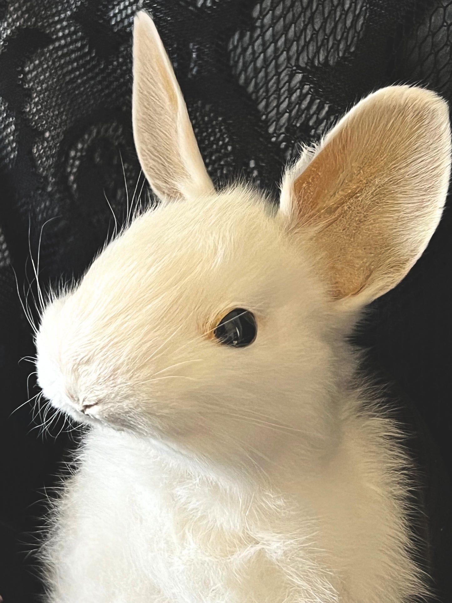 Taxidermy Bunny Head - Wall Plaque - White