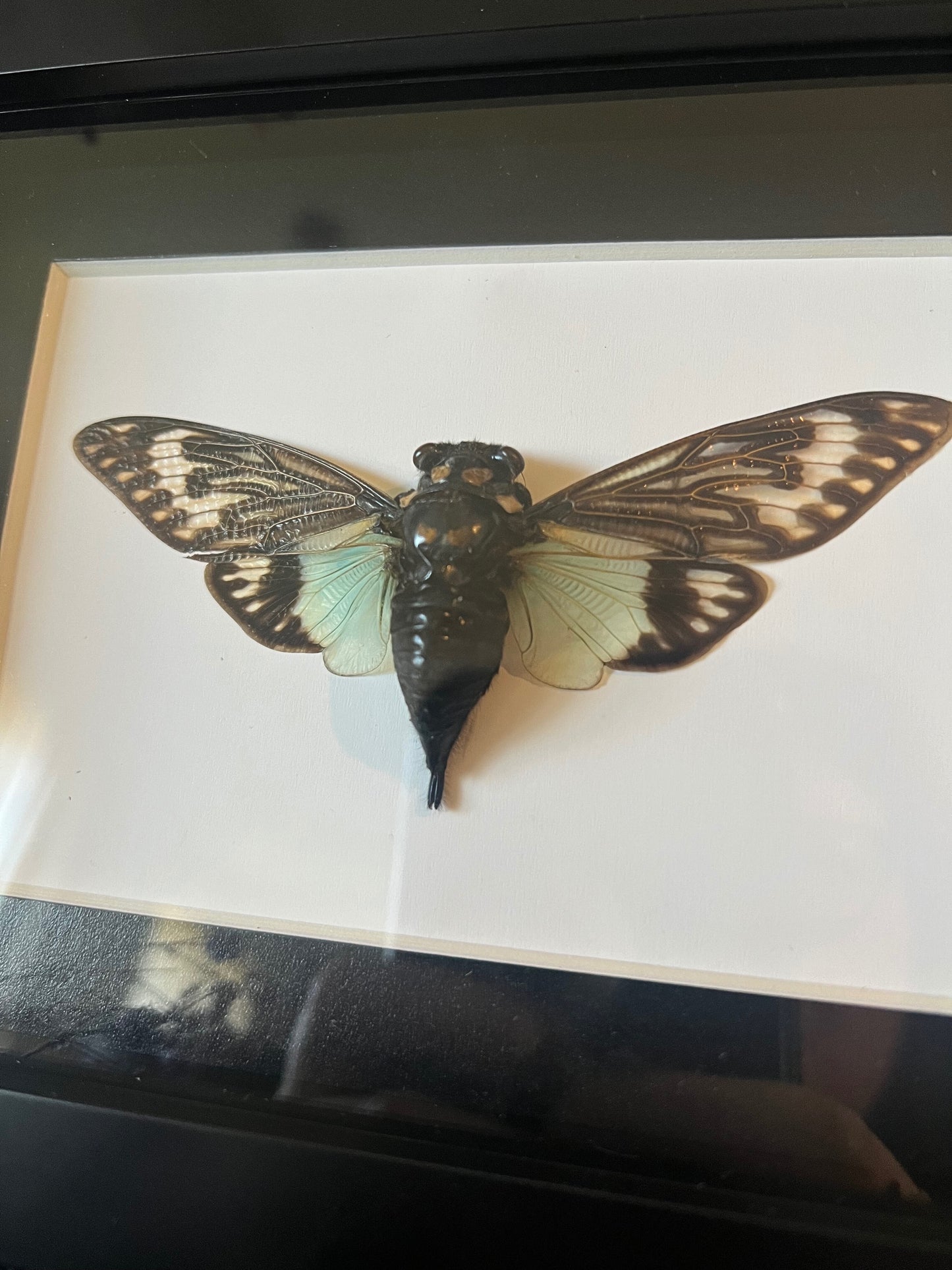 Blue Cicada (Tosena Splendida) in Shadow Box Frame