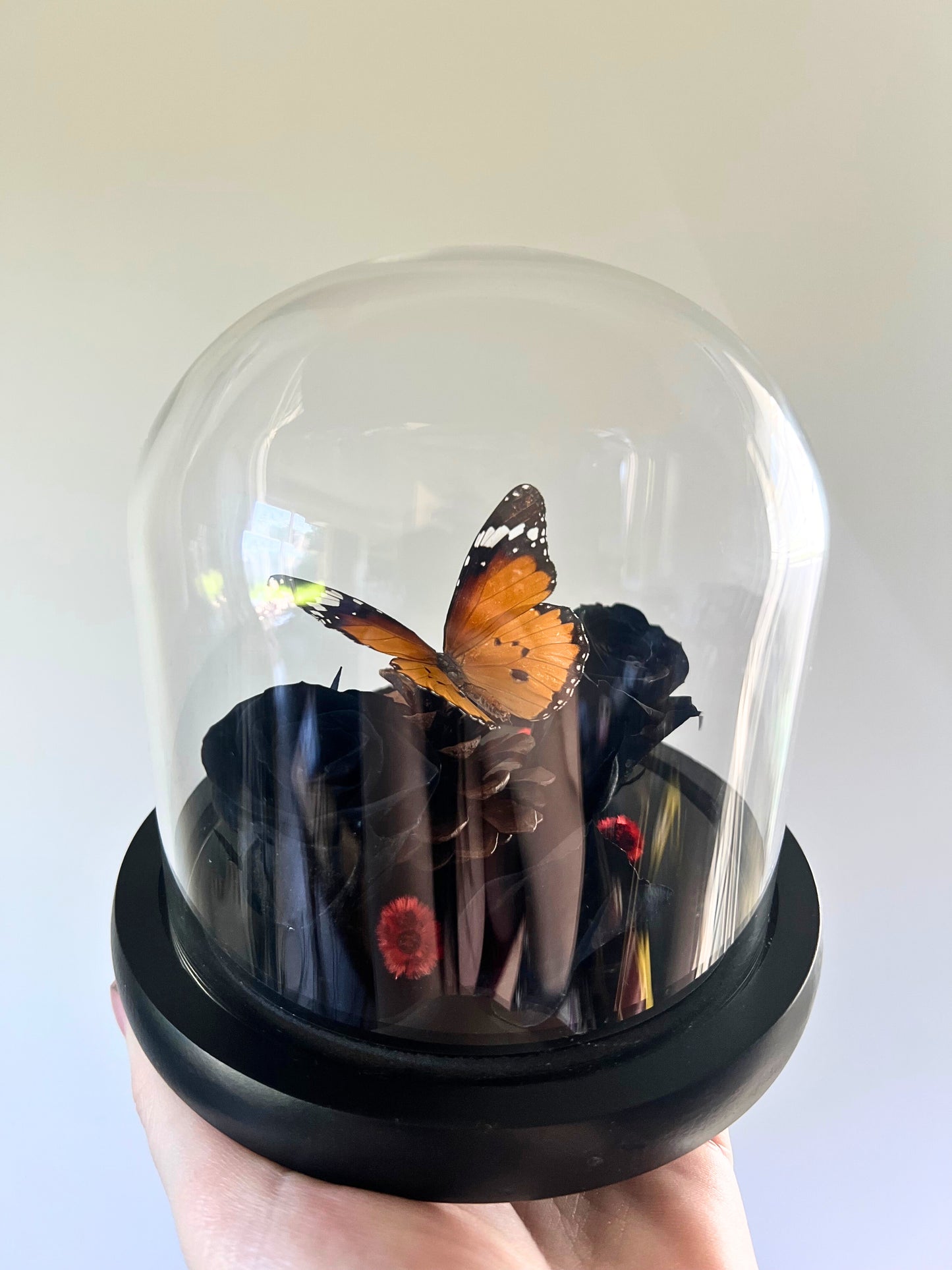 Plain Tiger Butterfly (Danaus Chrysippus) in Glass Dome