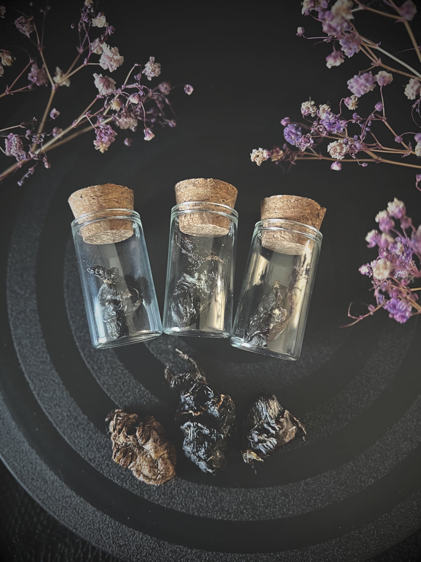 Preserved Bird Heart