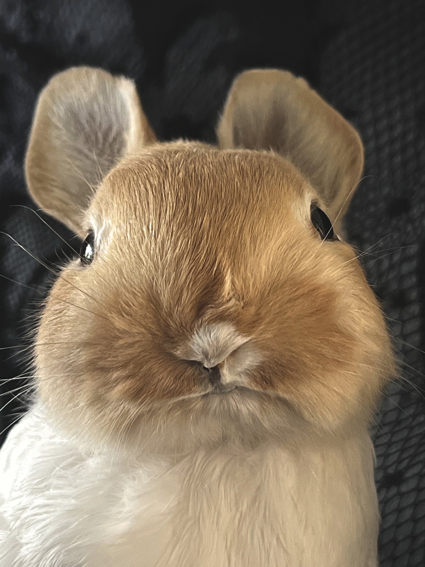 Taxidermy Bunny Bird - Red & White