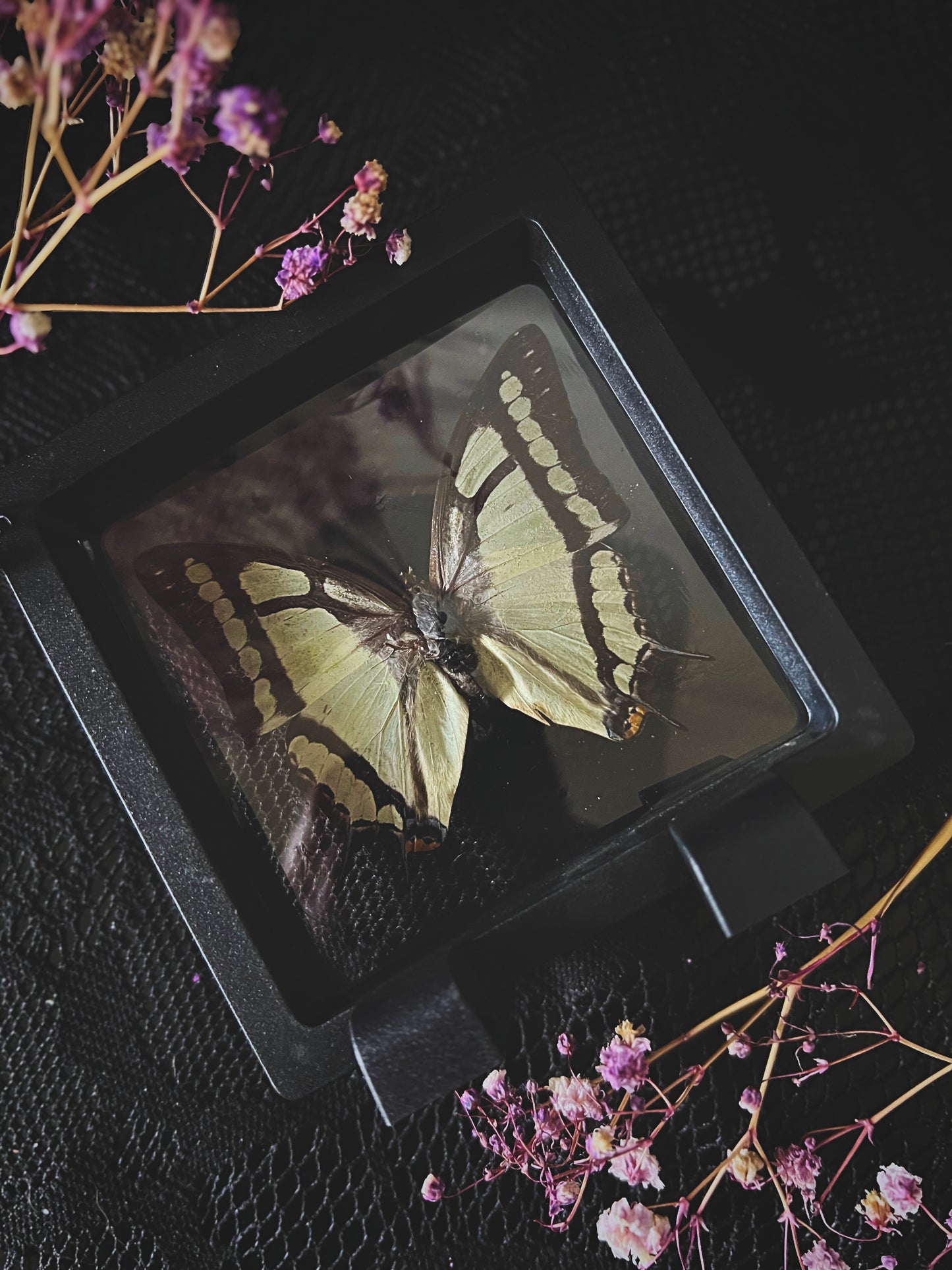 Butterfly in Display Case | Lucky Dip