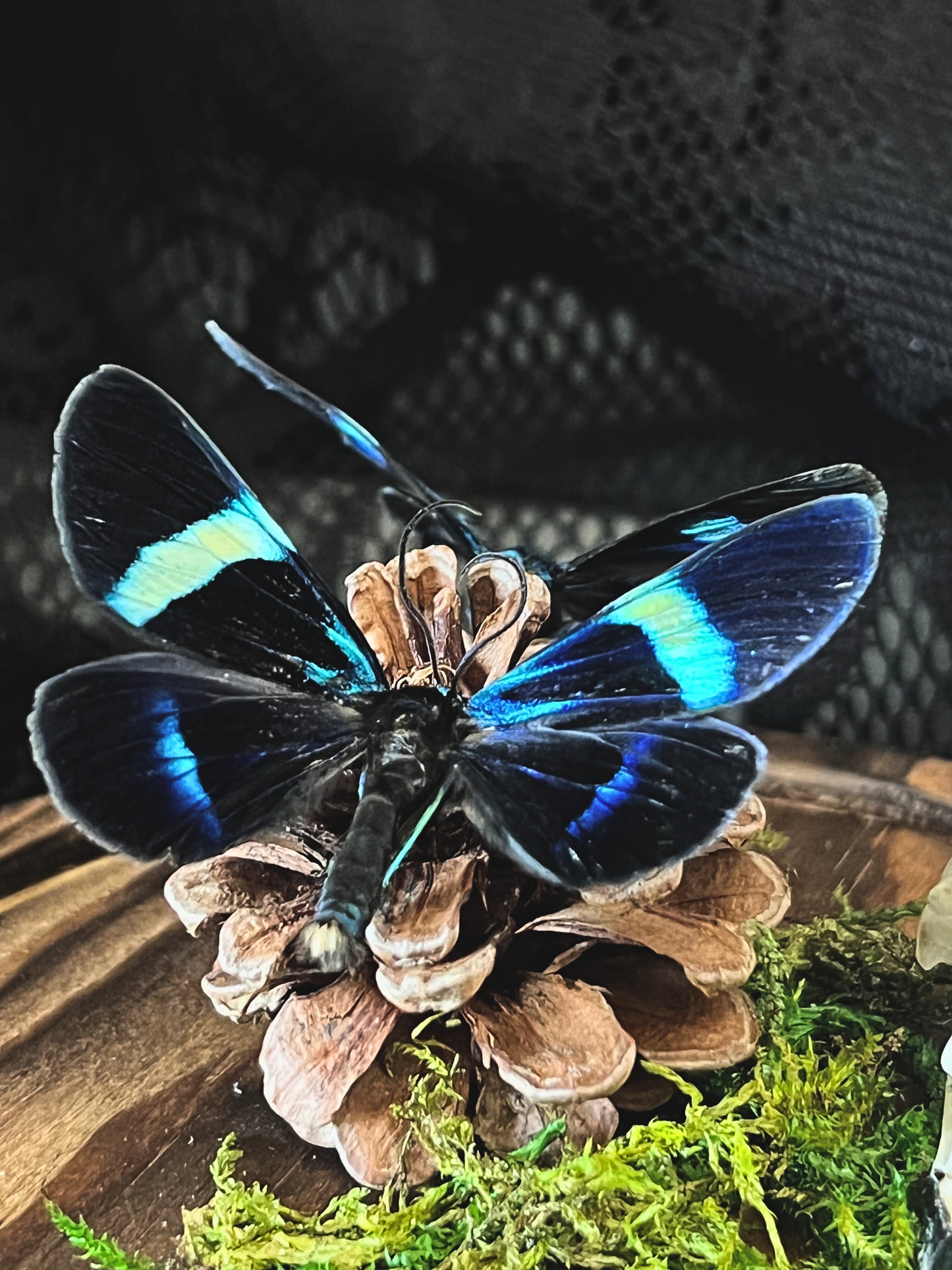Blue Day Flying Moths (Milionia Delicatula) & Magpie Skull (Corvus Corone) in Glass Dome