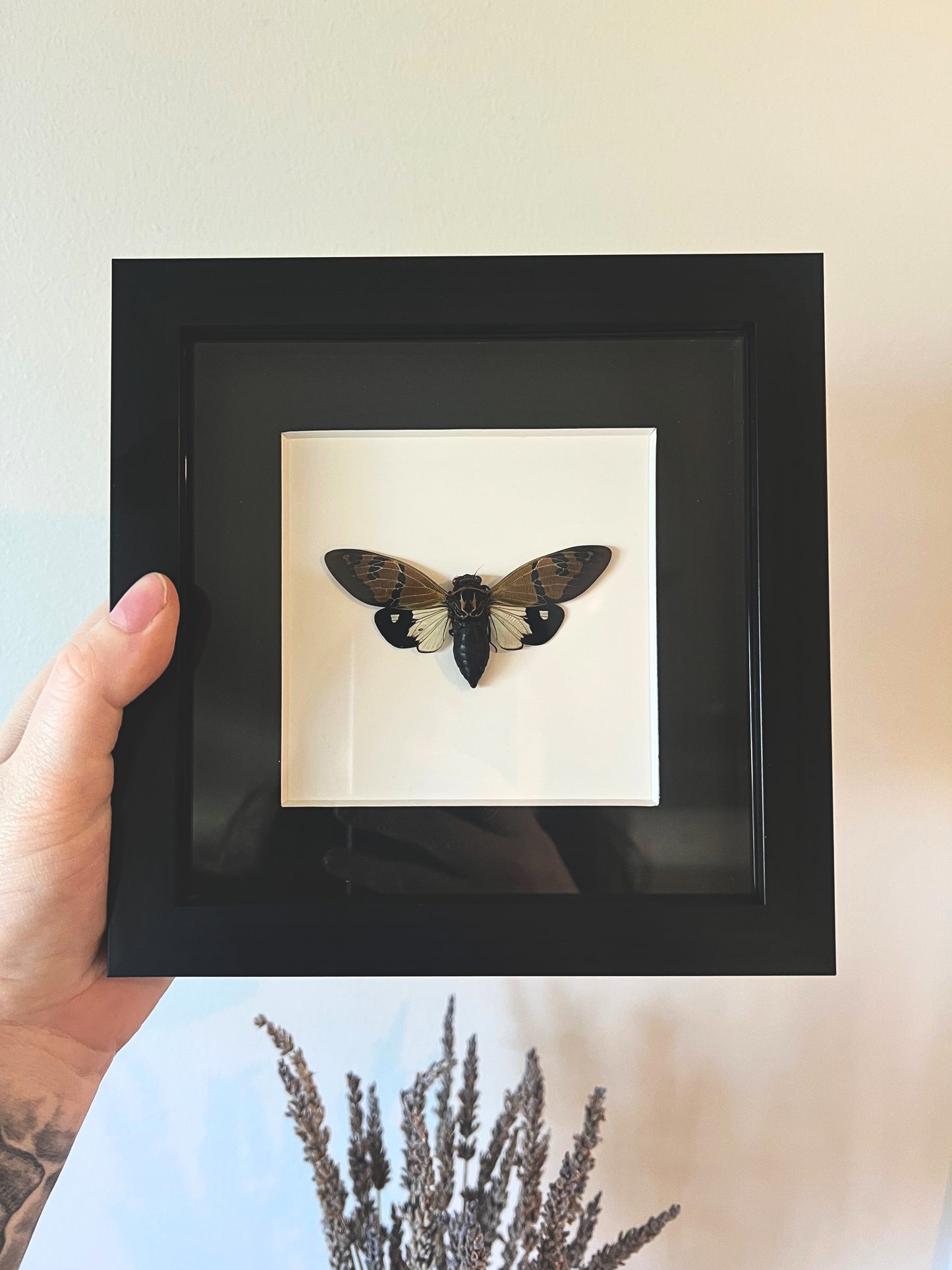 The Butterfly Cicada (Gaeana Festiva White) in Shadow Box Frame