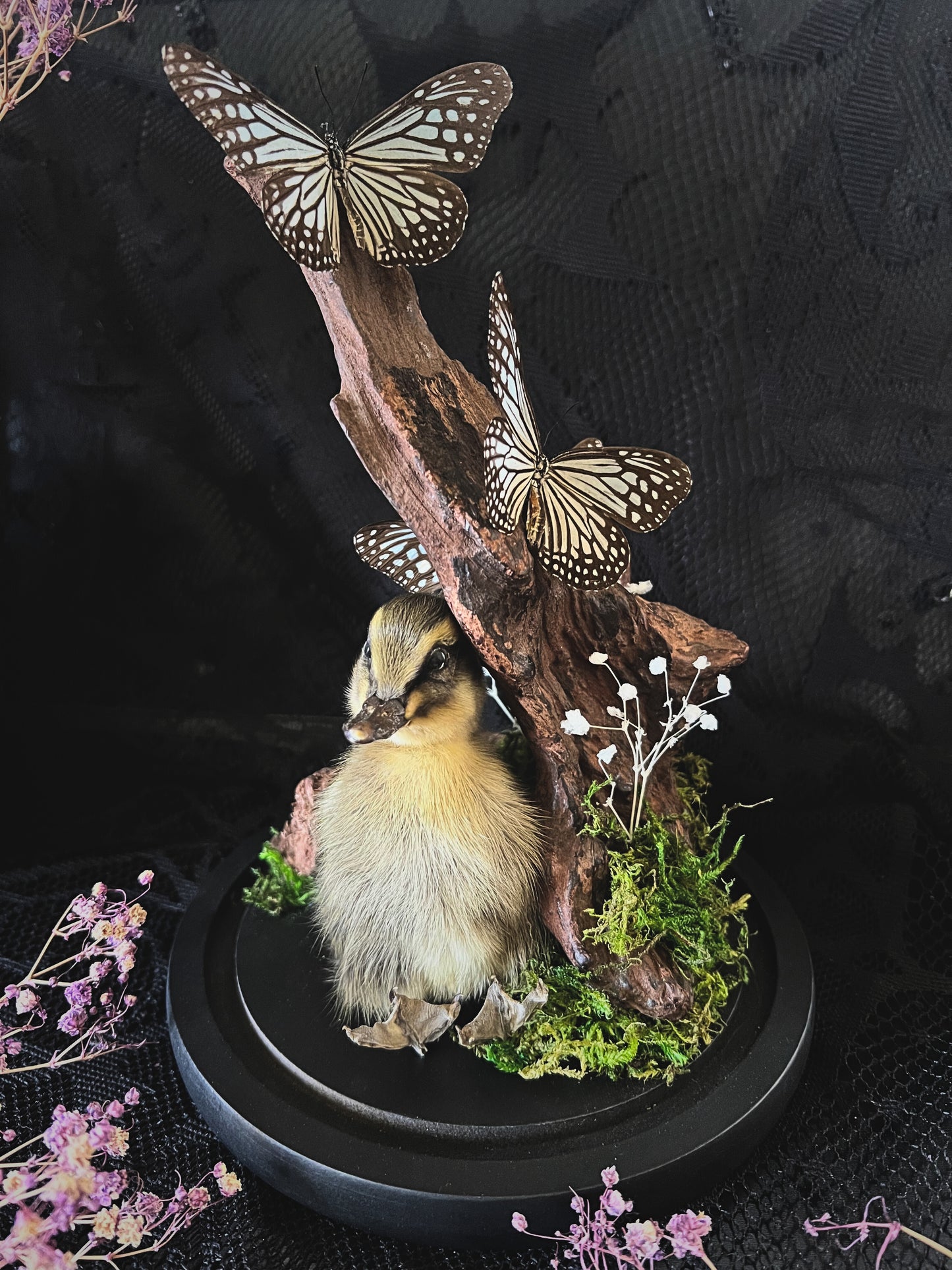 Taxidermy Striped Duckling & Blue Glassy Tiger Trio (Ideopsis Vulgaris) in Glass Dome