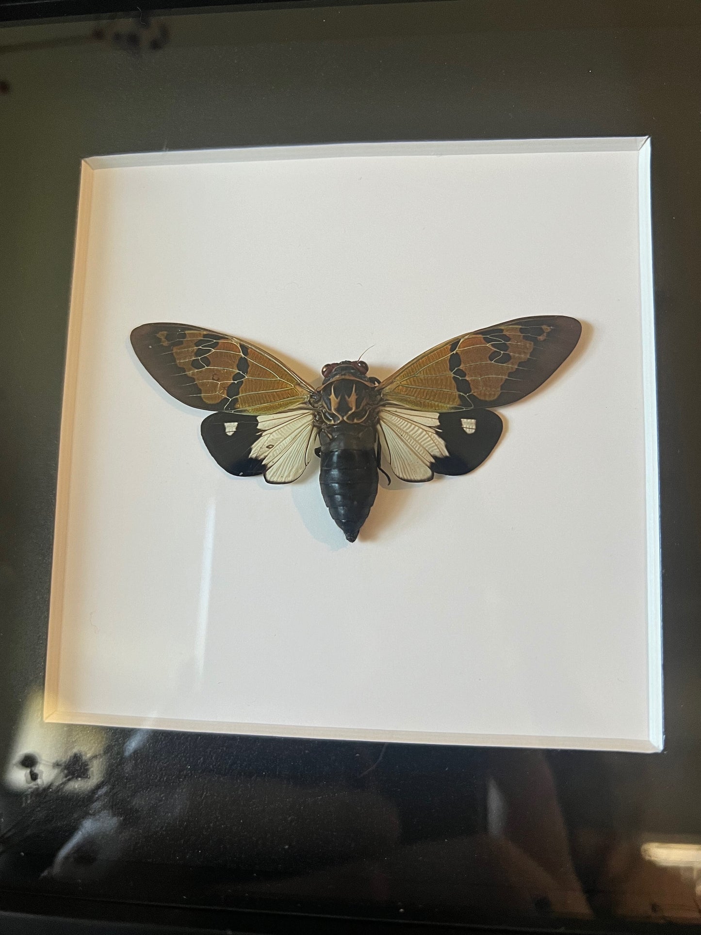 The Butterfly Cicada (Gaeana Festiva White) in Shadow Box Frame