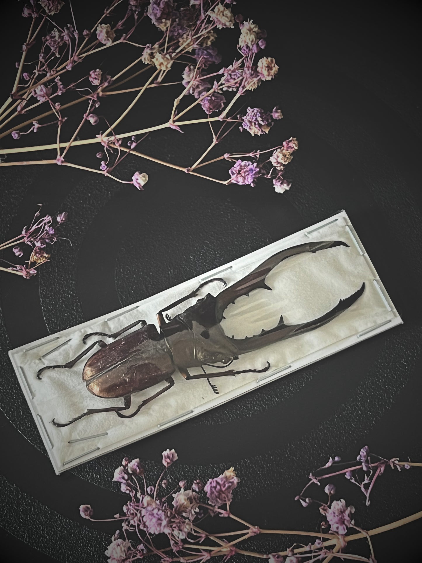 Bronze Stag Beetle (Cyclommatus Metallifer Aenomicans) Dehydrated Specimen